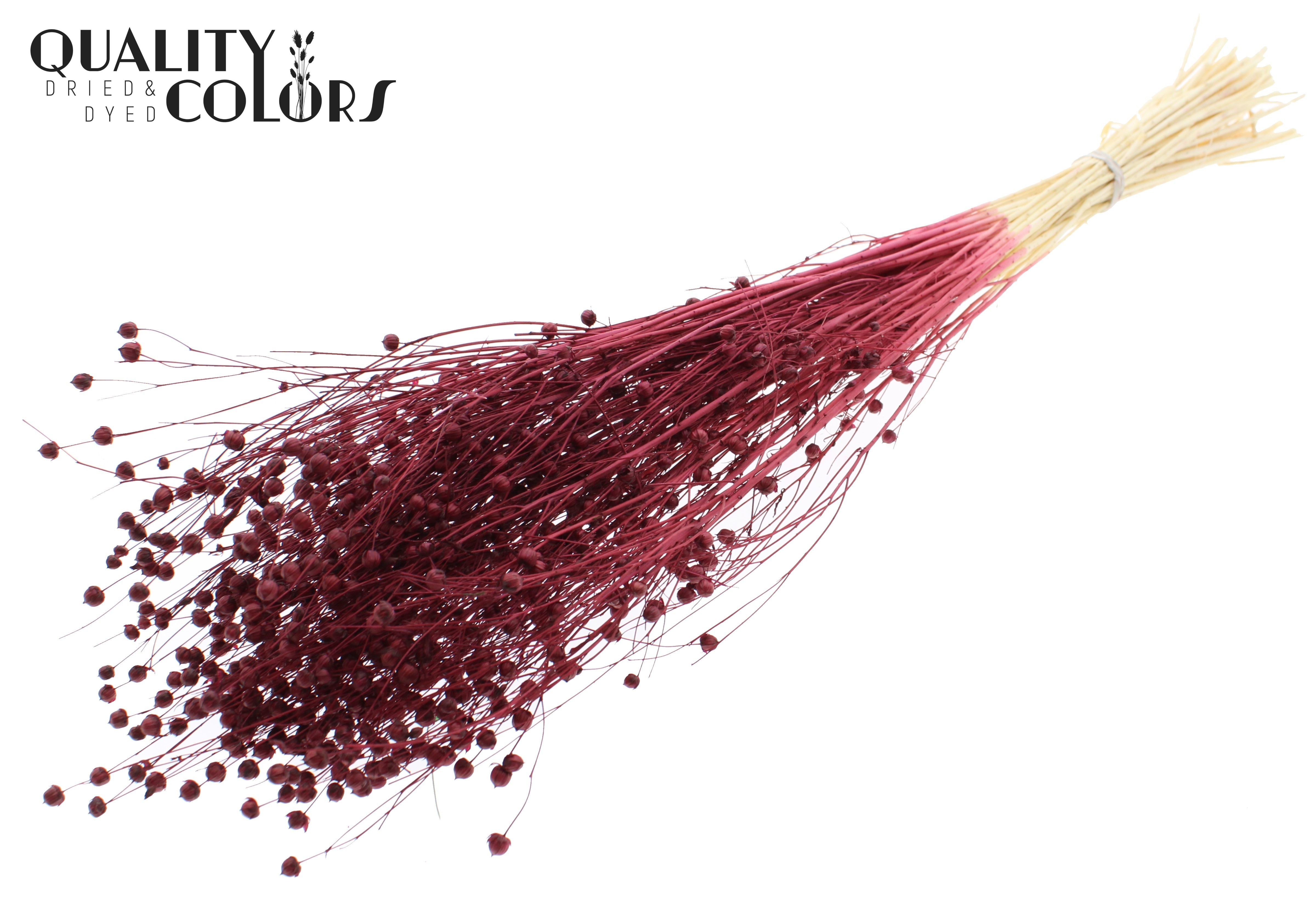 Lino Flax Intense Burgundy Per Bunch 70cm
