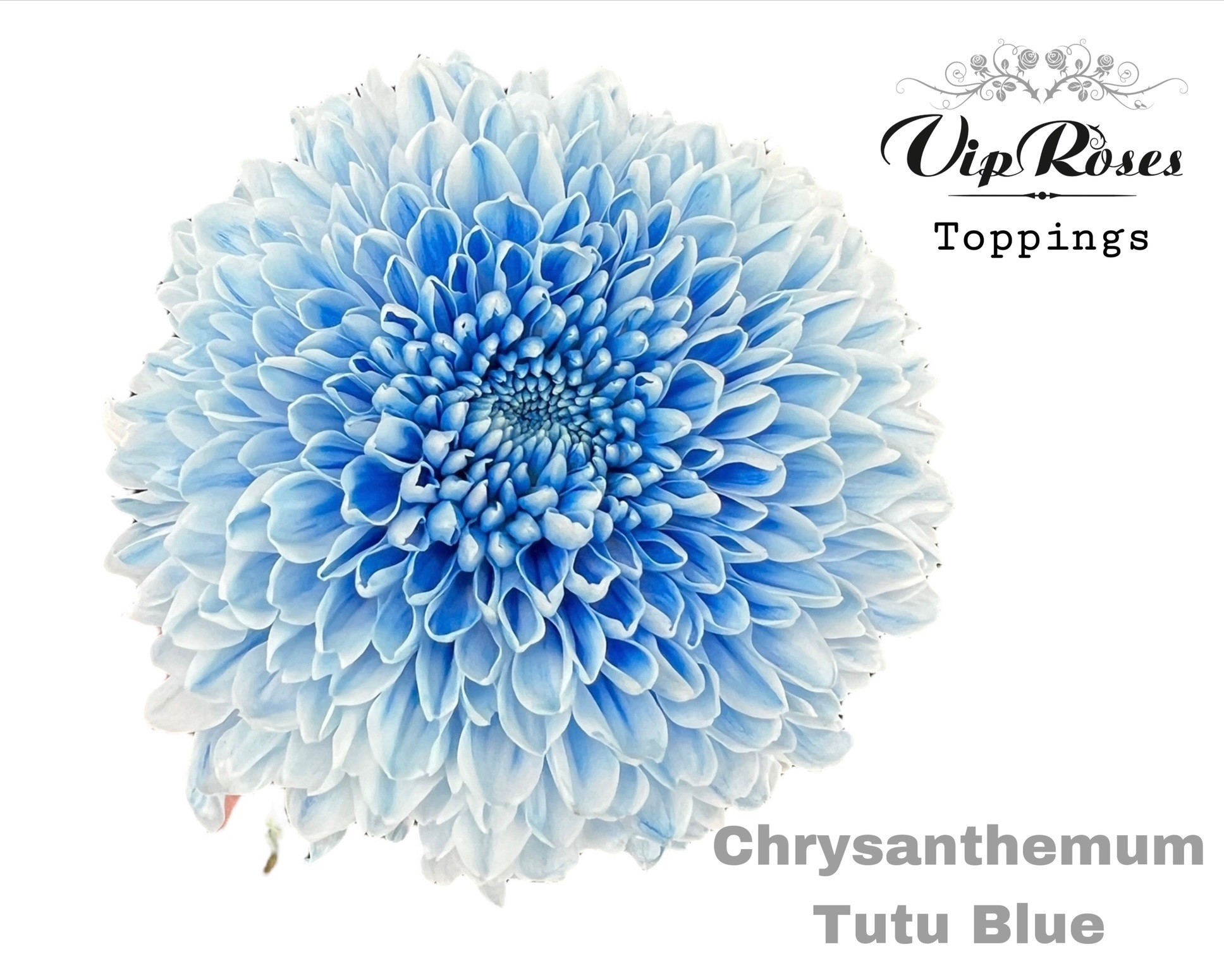 Chr G Tutu Blue 70 cm