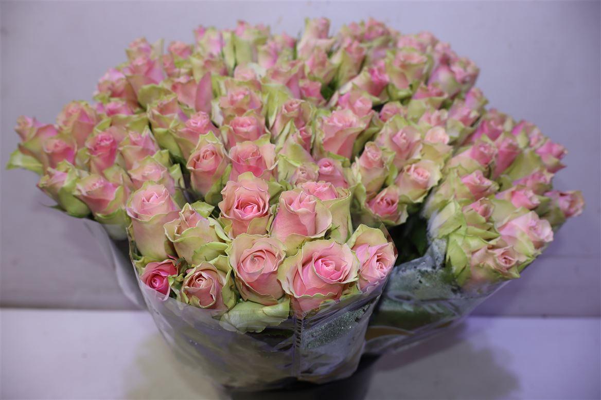 R Gr Belle Rose X10