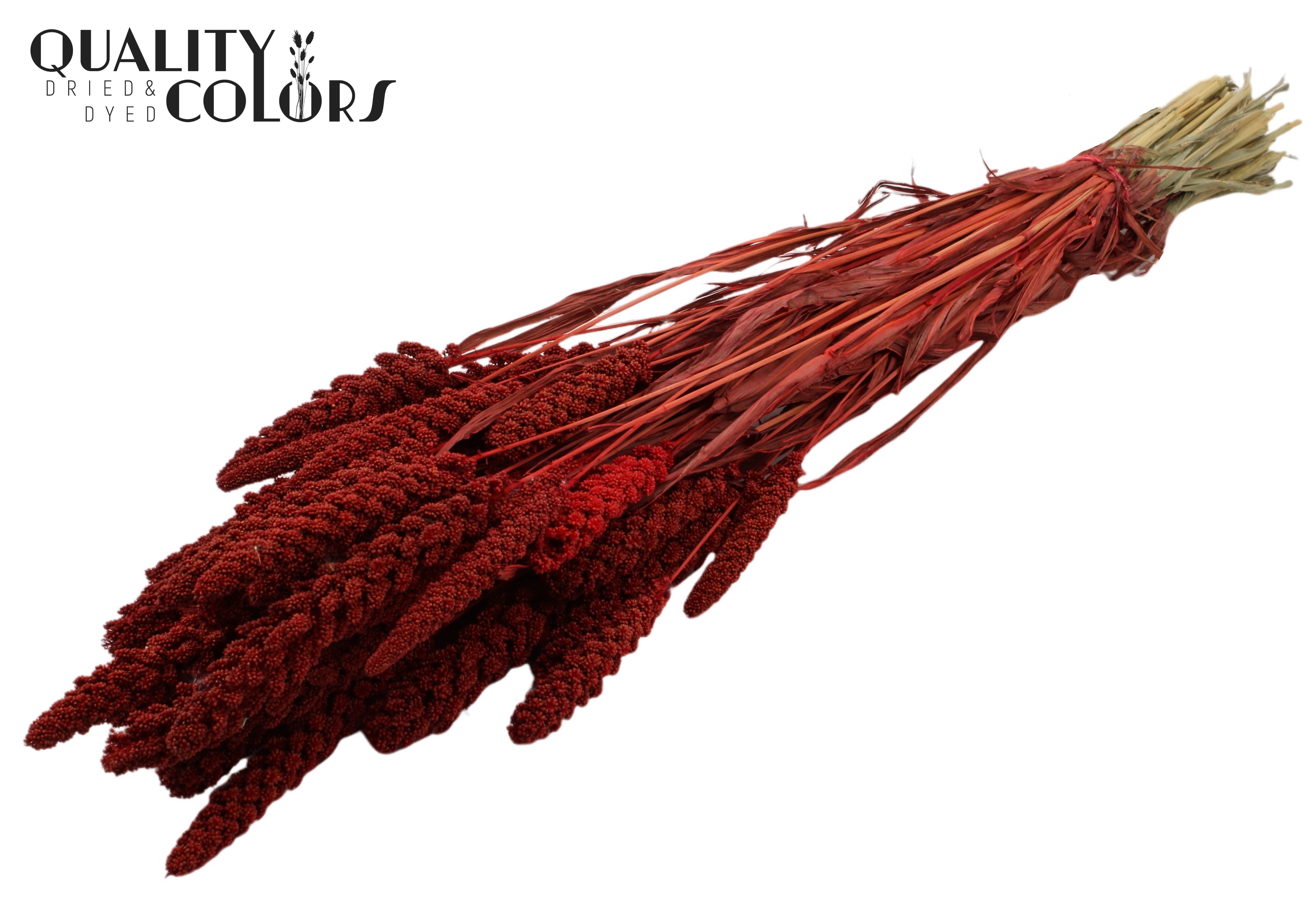 Panicum Red Per Bunch 70cm