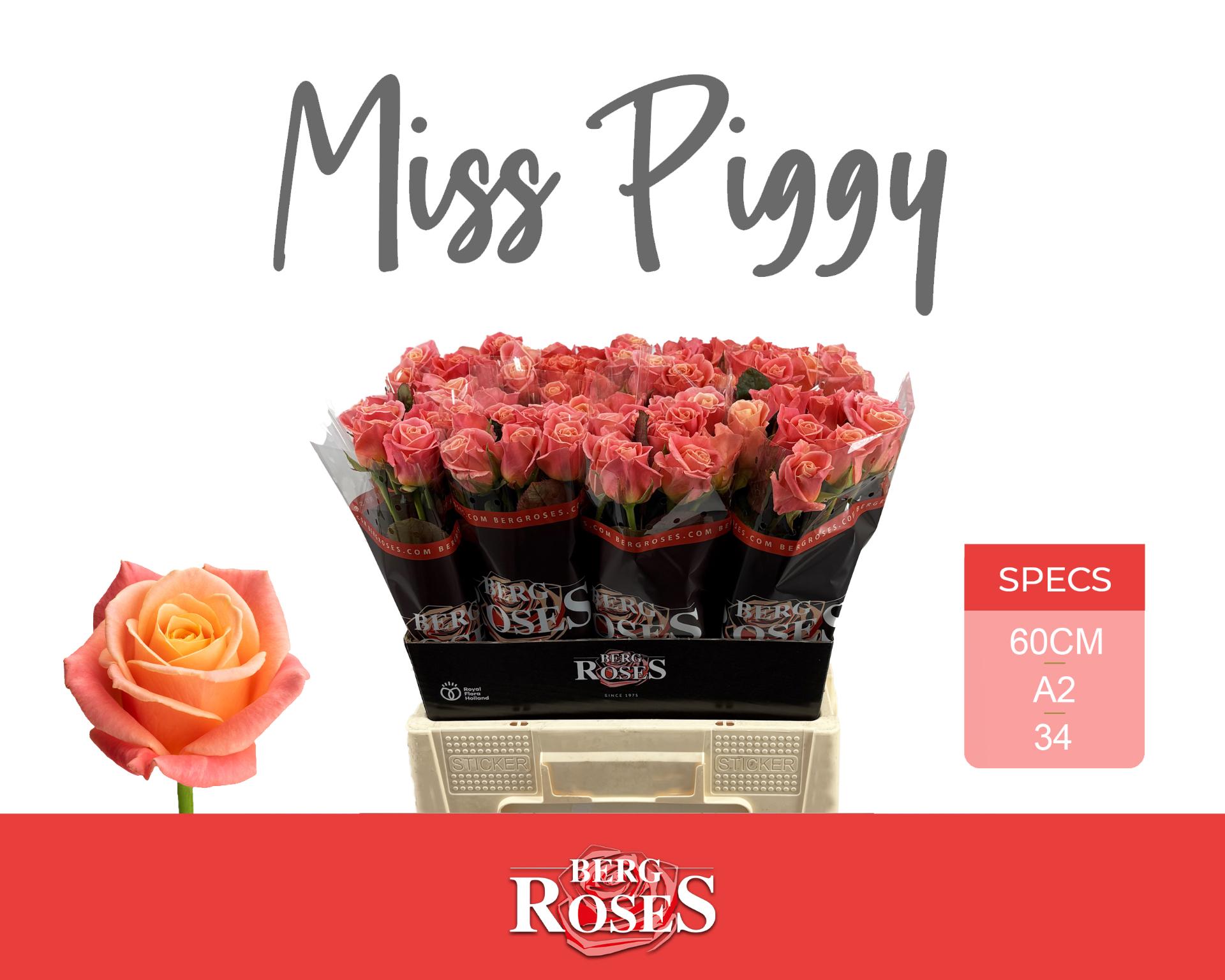 Rosa Miss Piggy 60cm