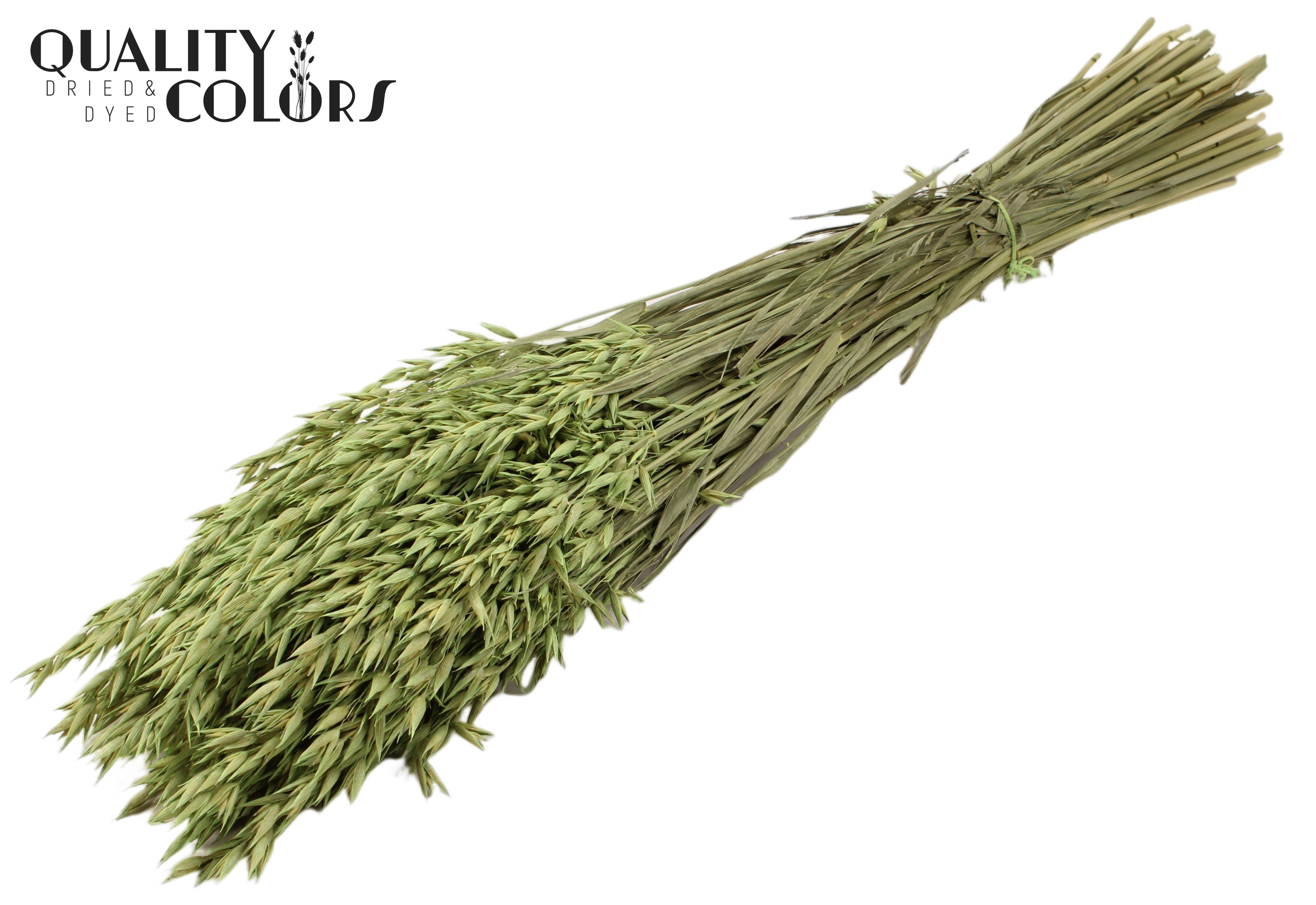 Avena Frosted Mint Green Per Bunch 60cm