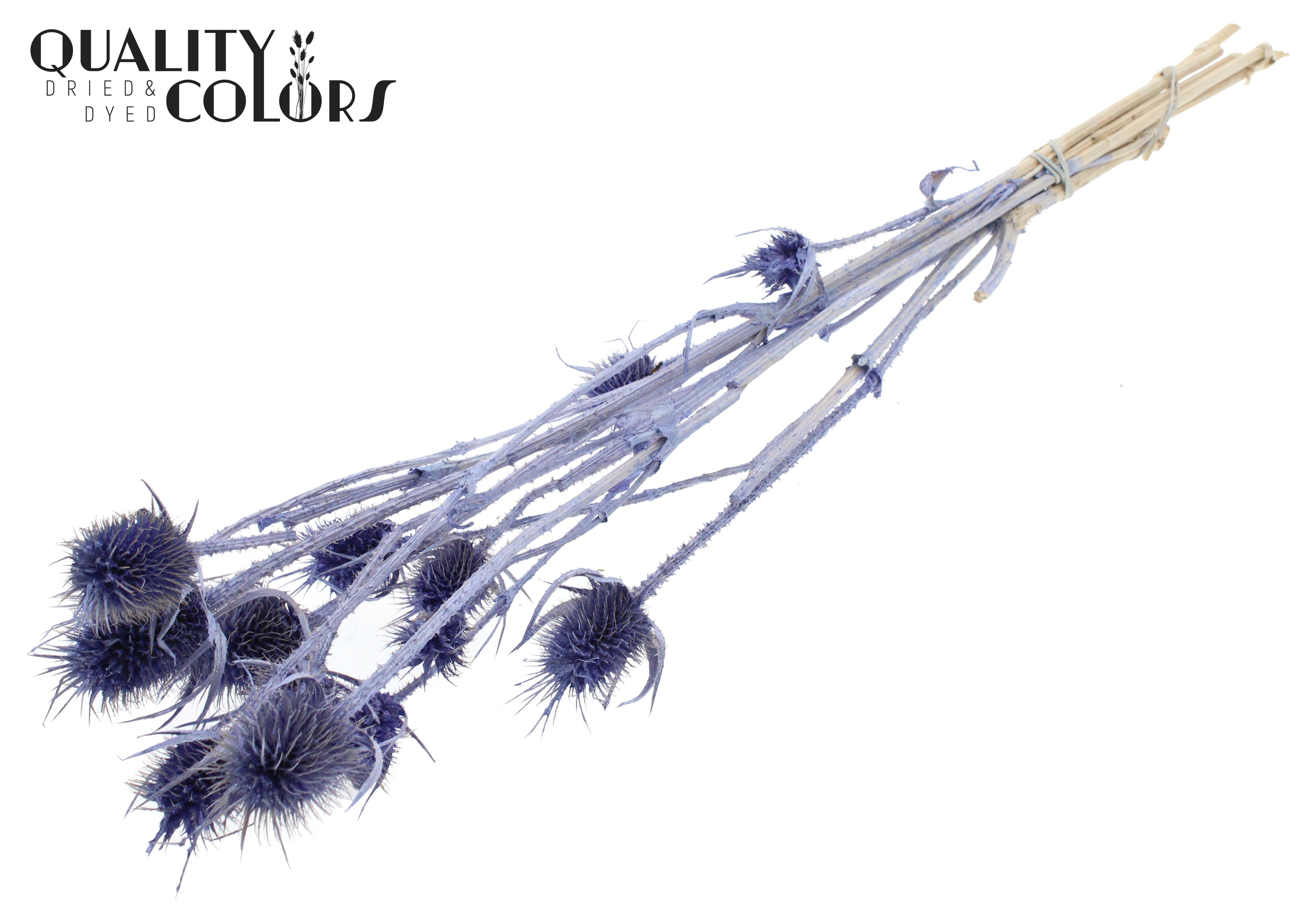 Eryngium Pearl Milka Per Bunch 55cm