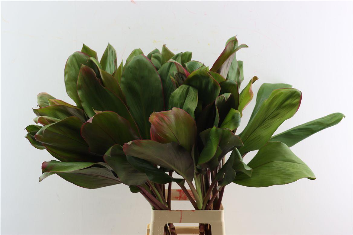 Cordyline Bolero Tricolor Xl