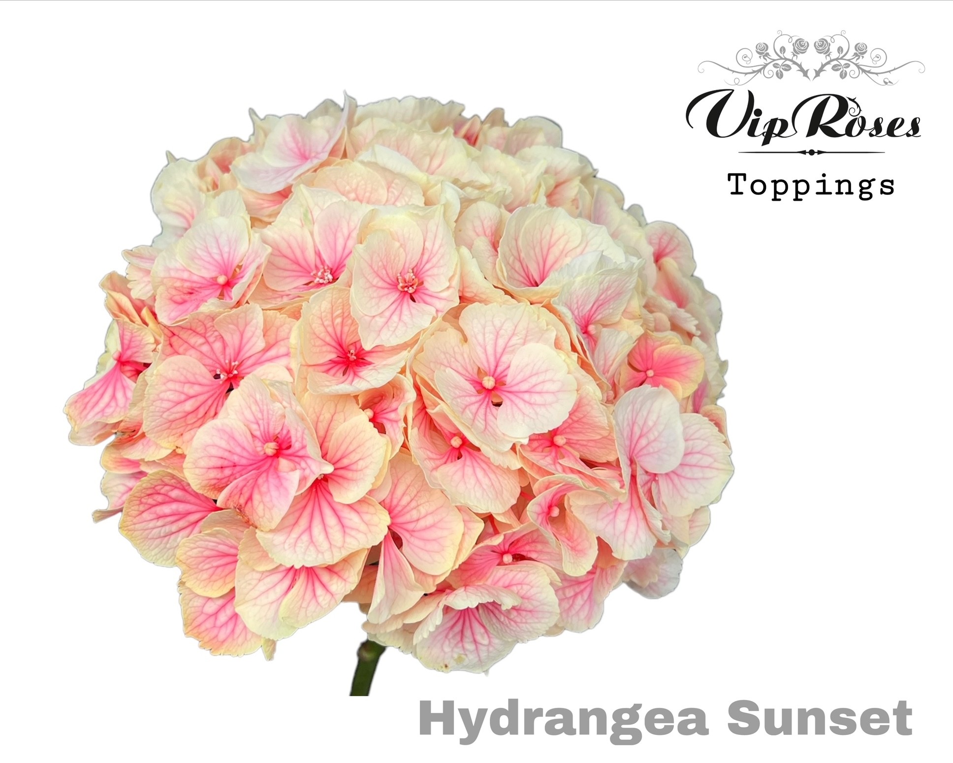 Hydr M Sunset 80 Cm