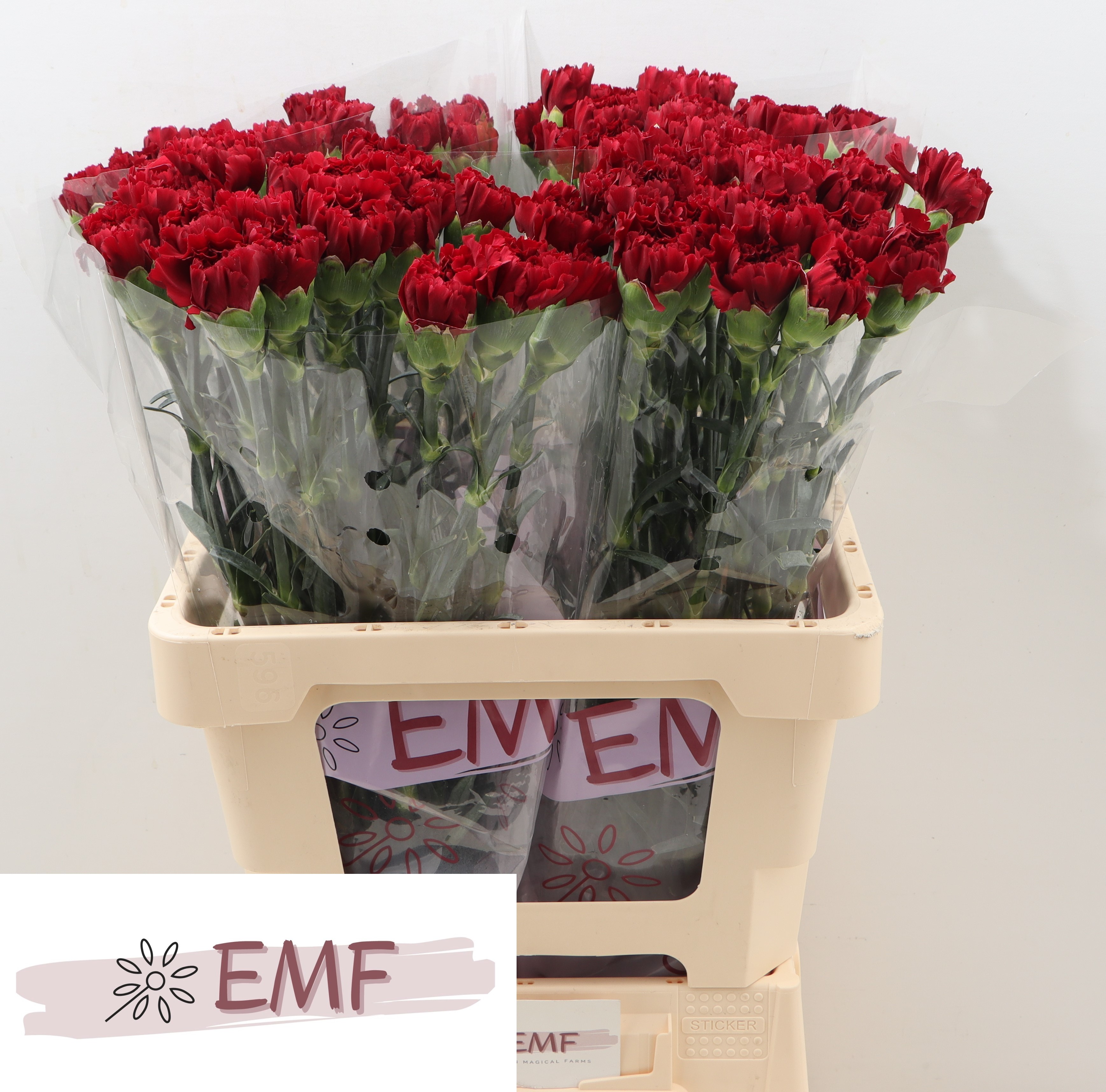 Dianthus Zurigo 60cm