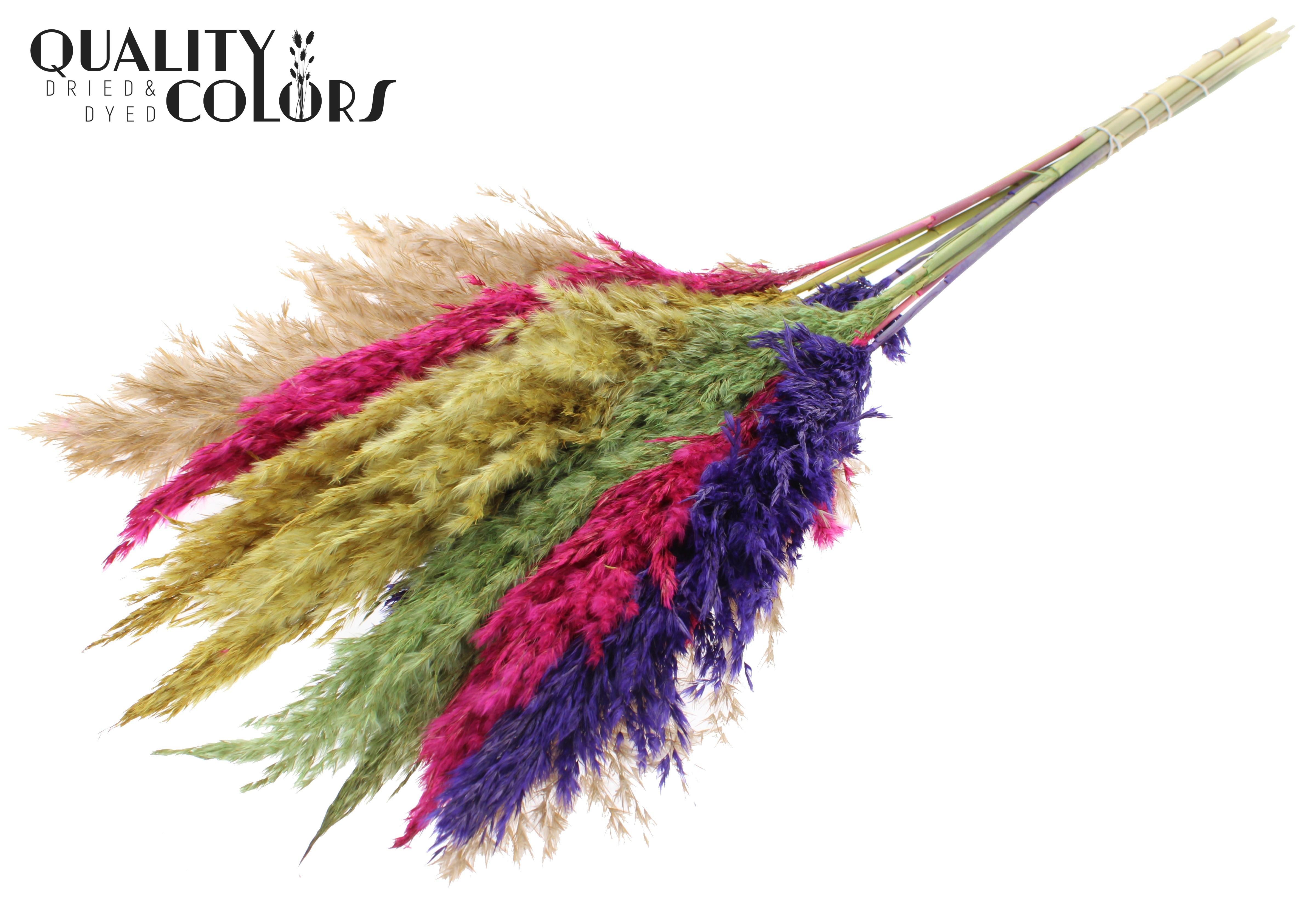 Pampas Grass Colourful 2 Per Bunch 70cm