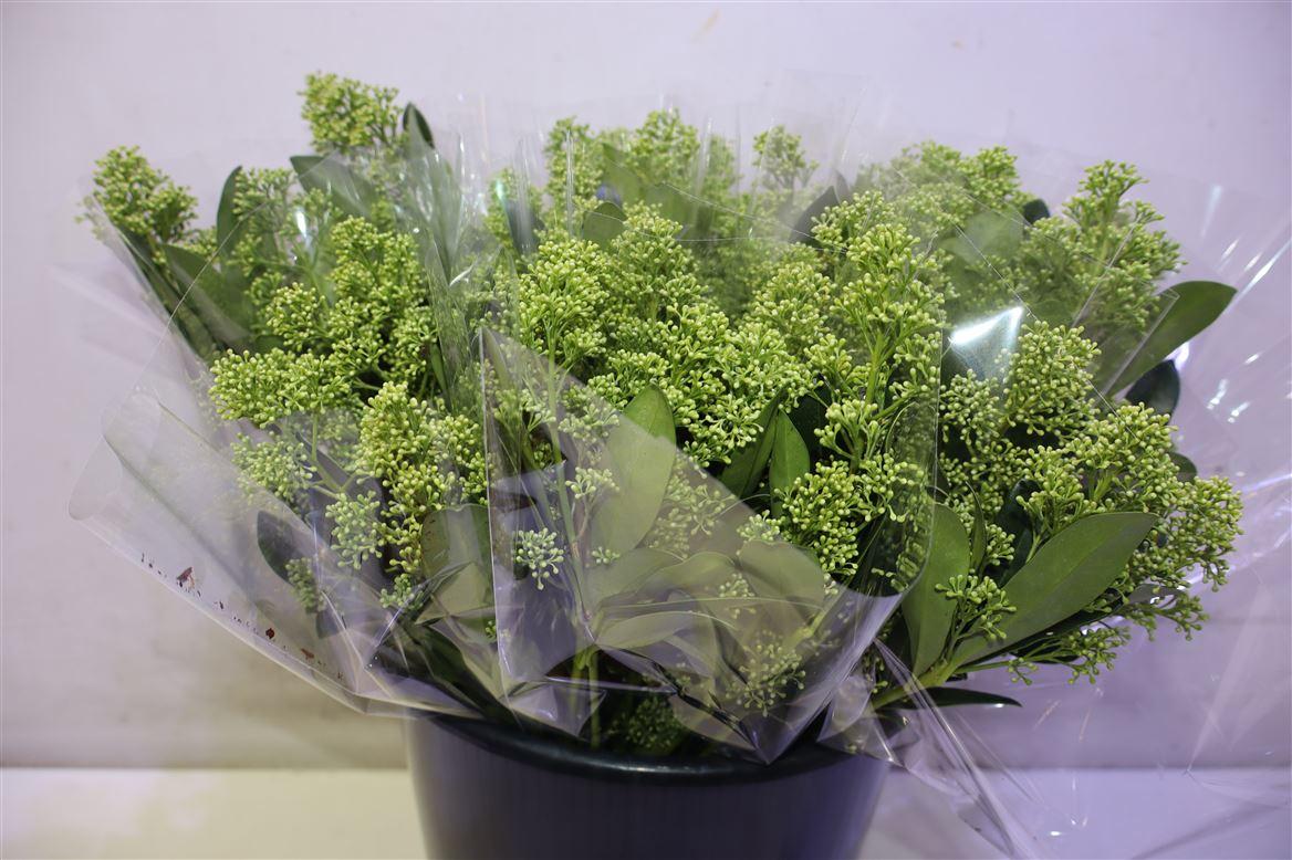 Skim J Yuki Per Bunch X10