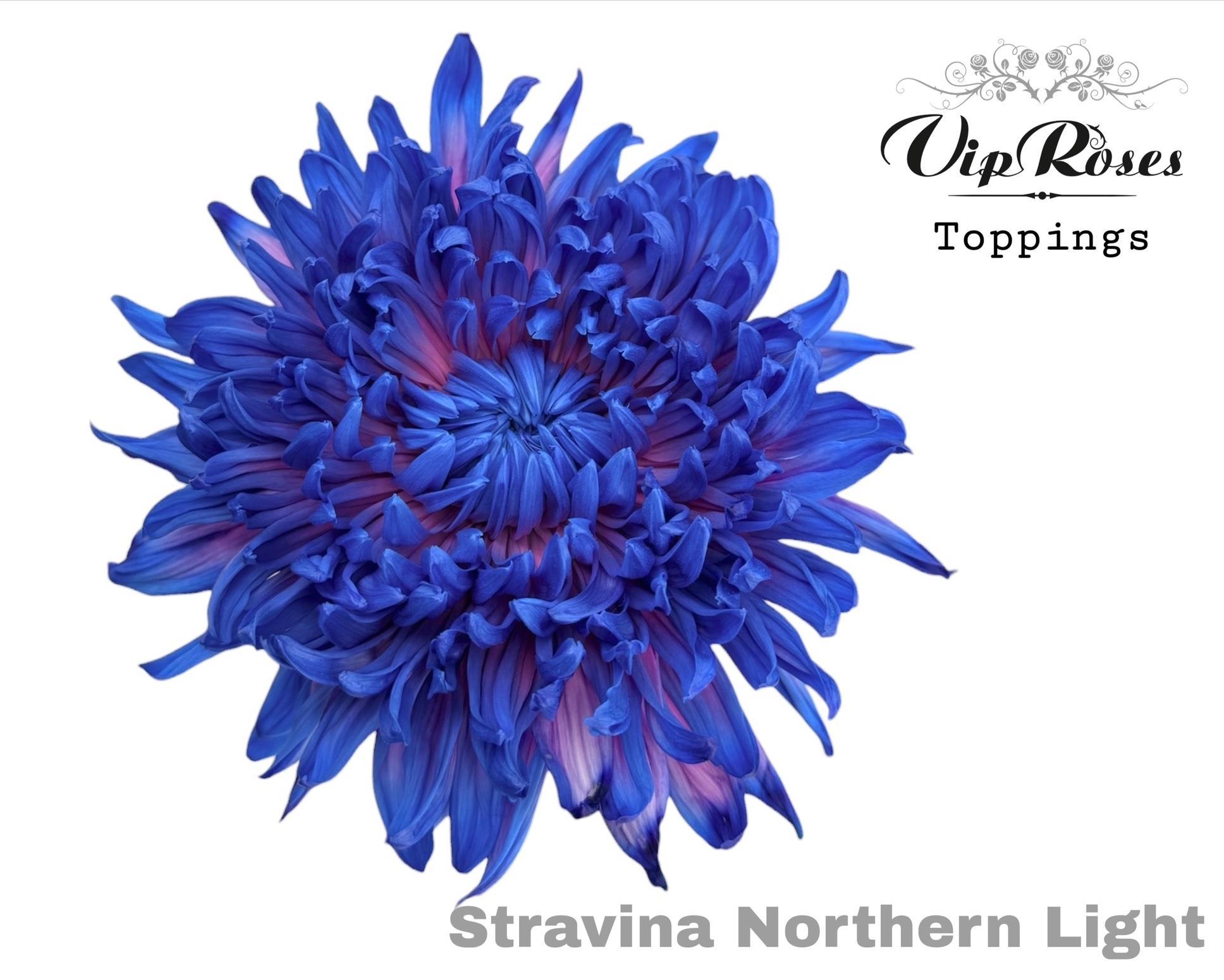 Chr G Stravina Northern Light 65 cm