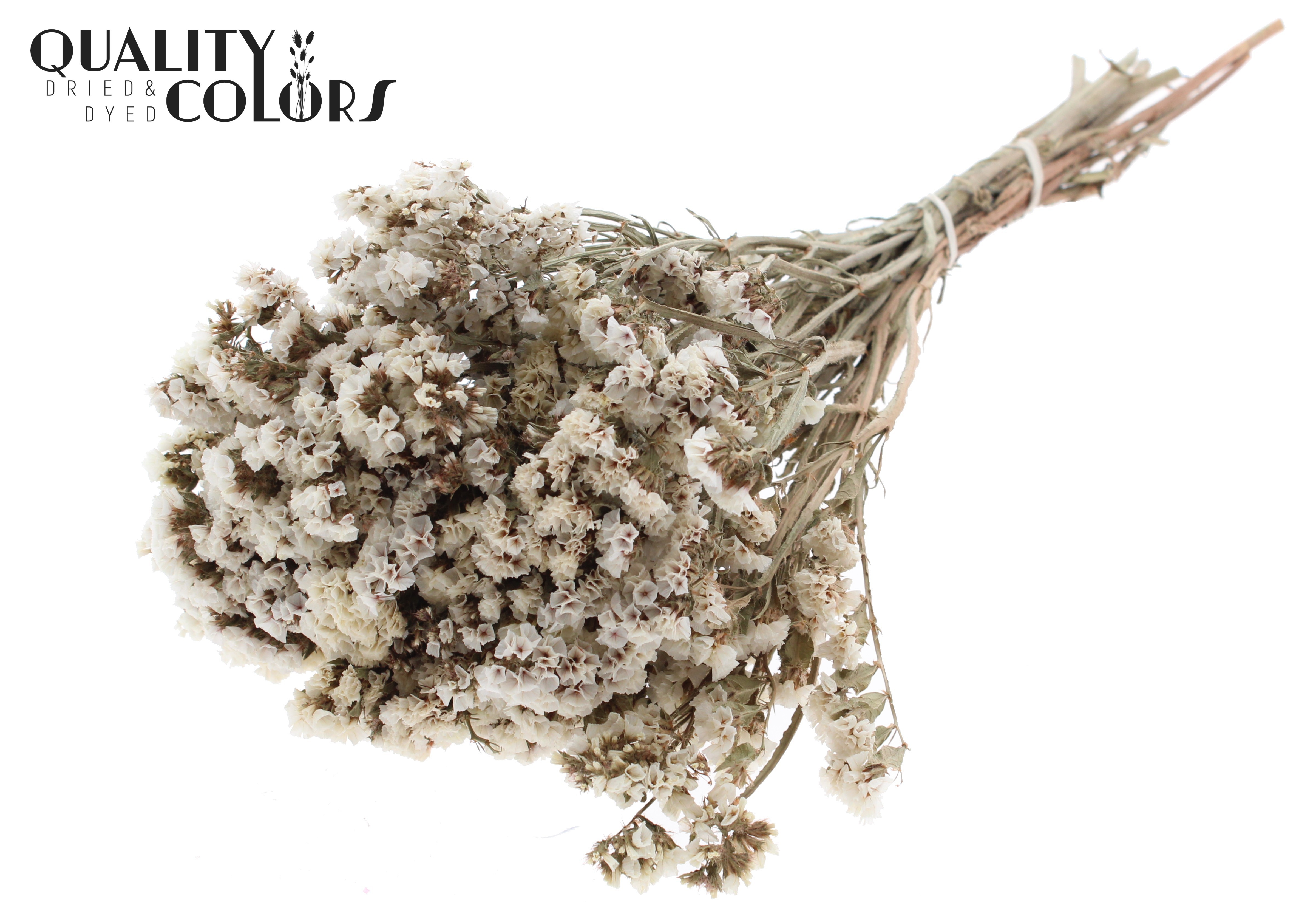 Limonium Statice Natural White Per Bunch 45cm