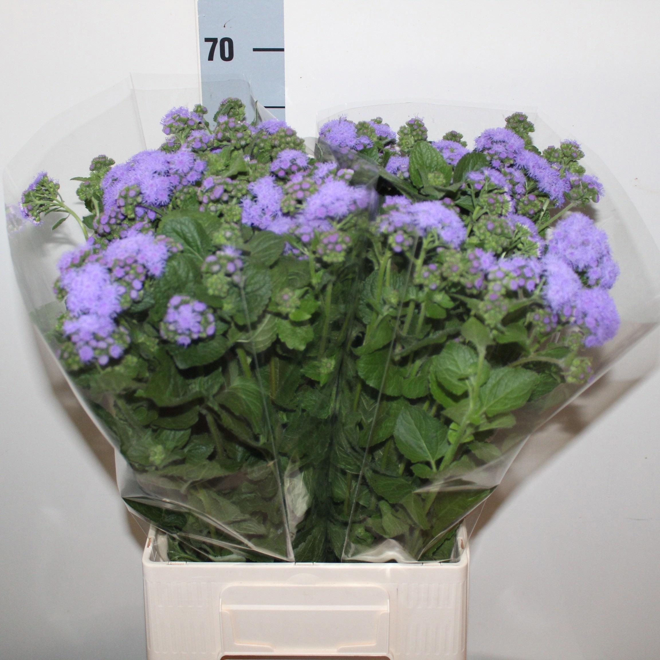 Ager H Blue Horizon