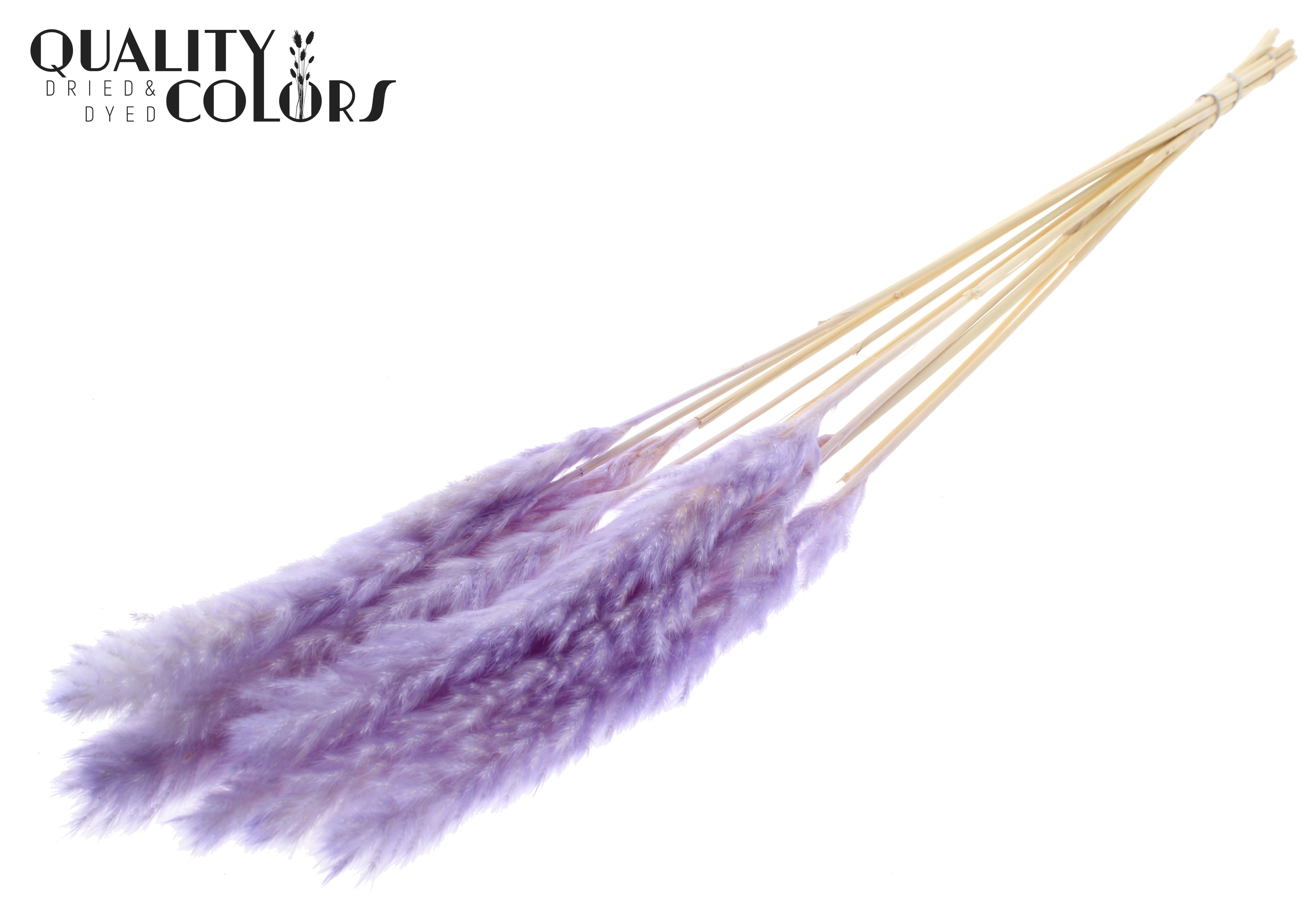 Fluffy Pampas Milka Per Bunch 70cm