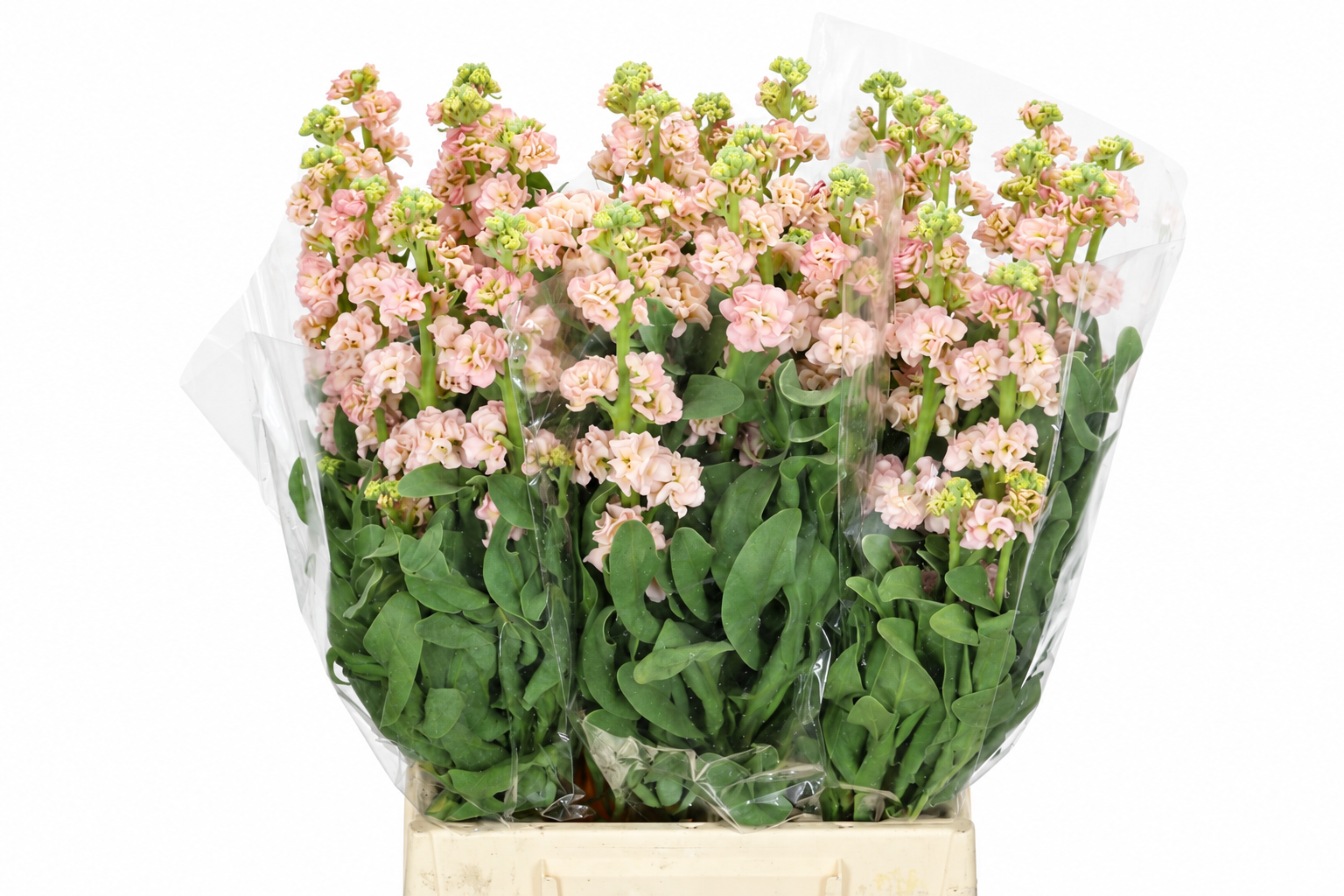 Matthiola Iron Apricot