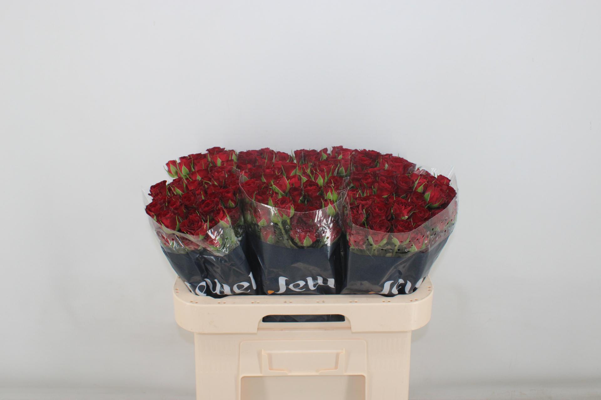 Rosa Spr Caradonna 60cm