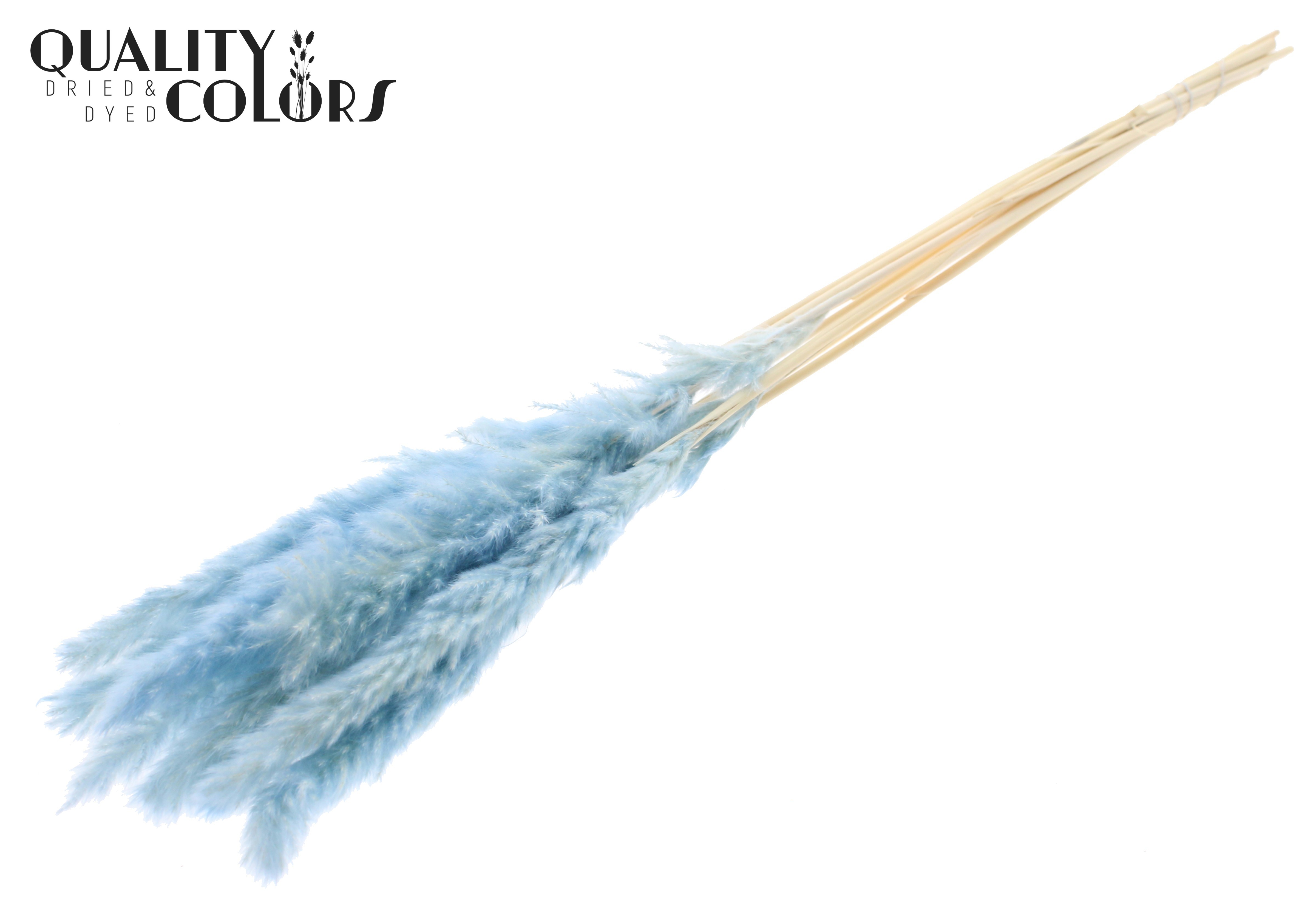Fluffy Pampas Light Blue Per Bunch 70cm