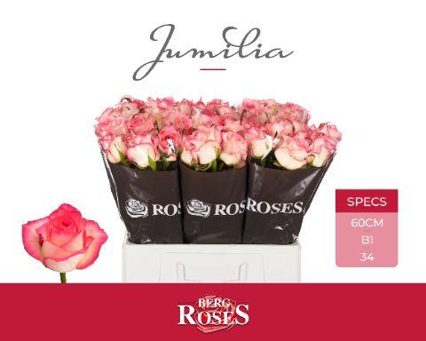 Rosa Jumilia 60cm
