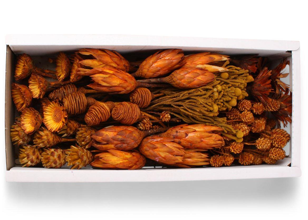 Exotic Assorti Aspen Gold ( 70 St )