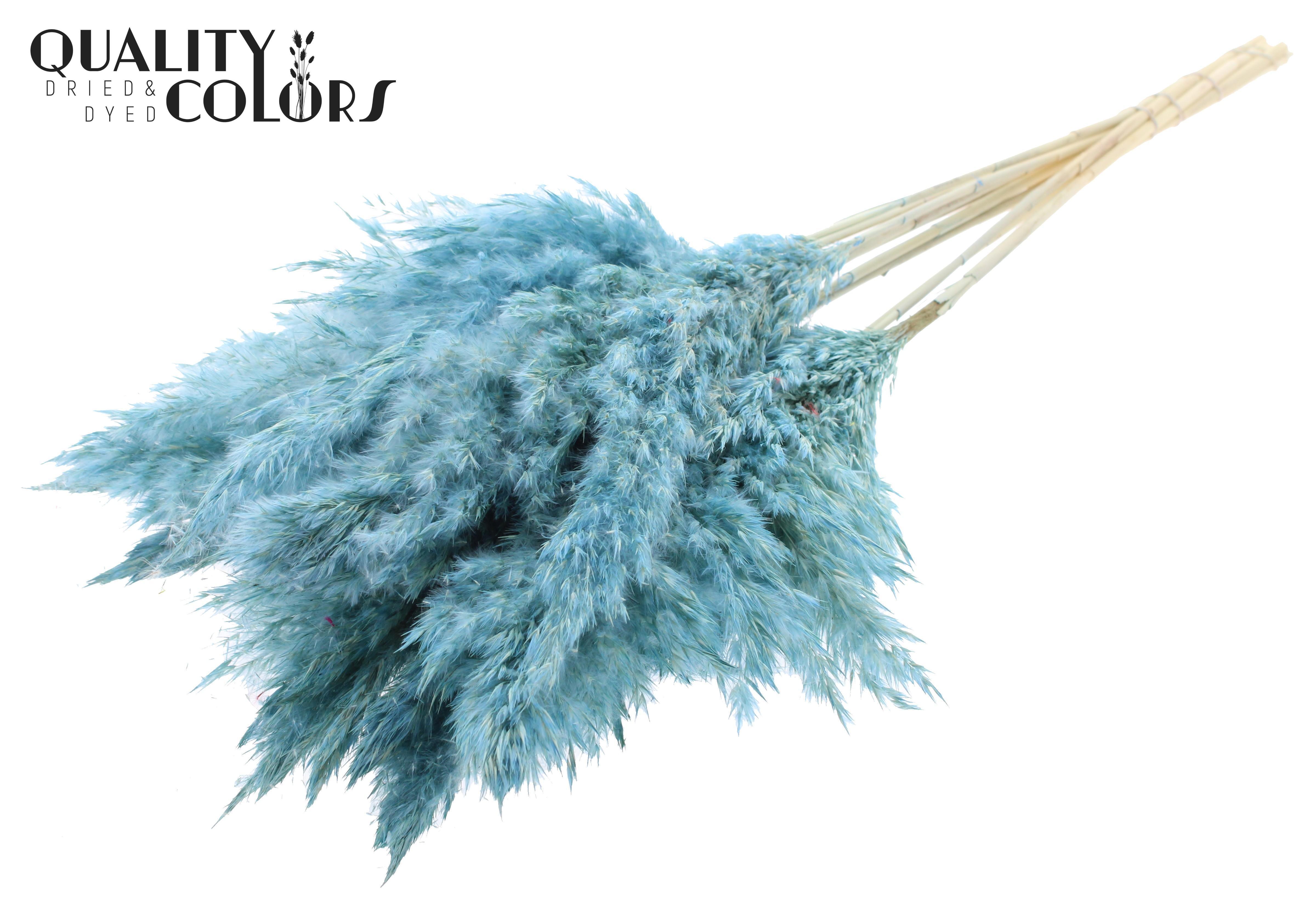 Pampas Grass Frosted Light Blue Per Bunch 70cm