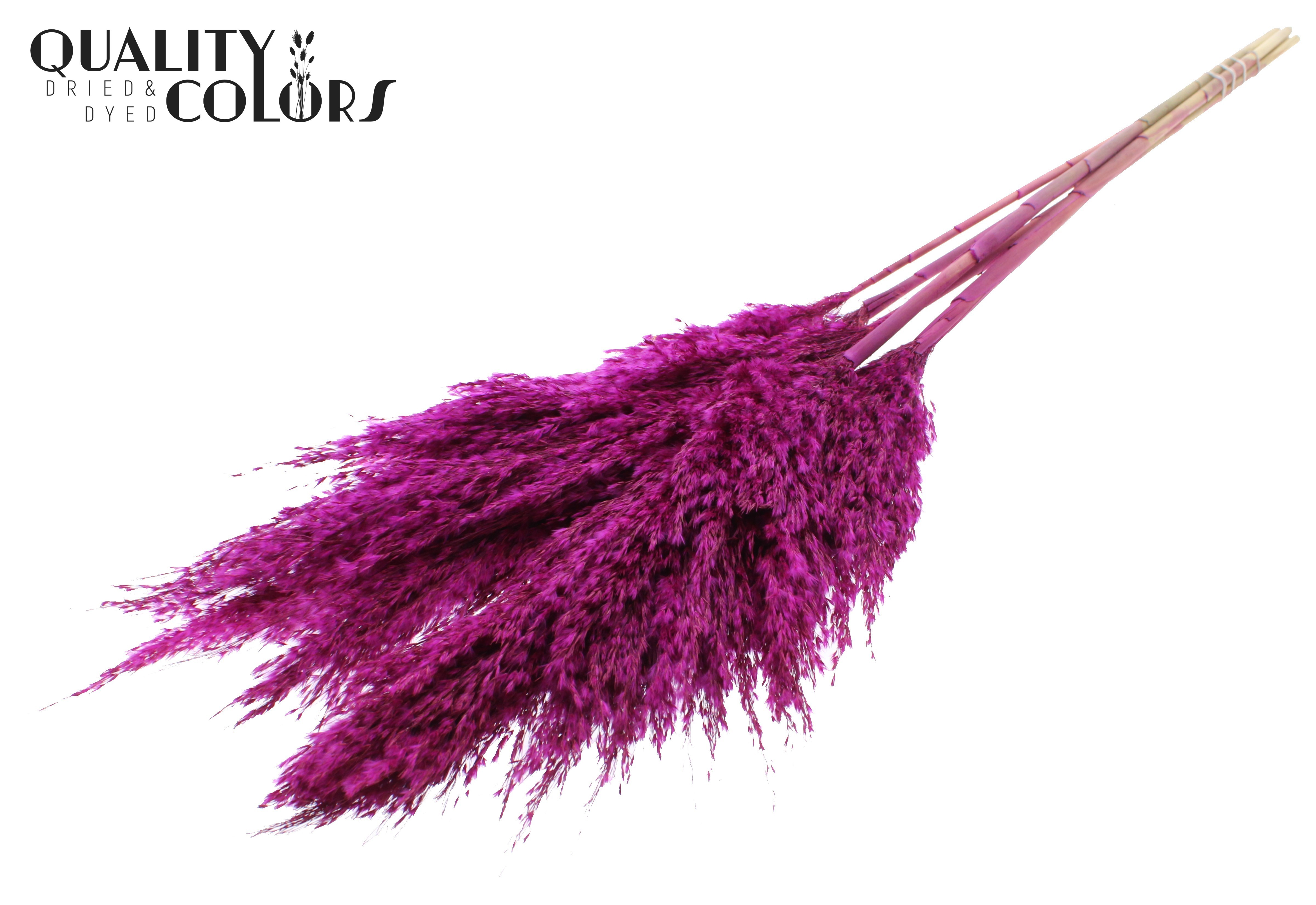 Pampas Grass Lilac Per Bunch 100cm