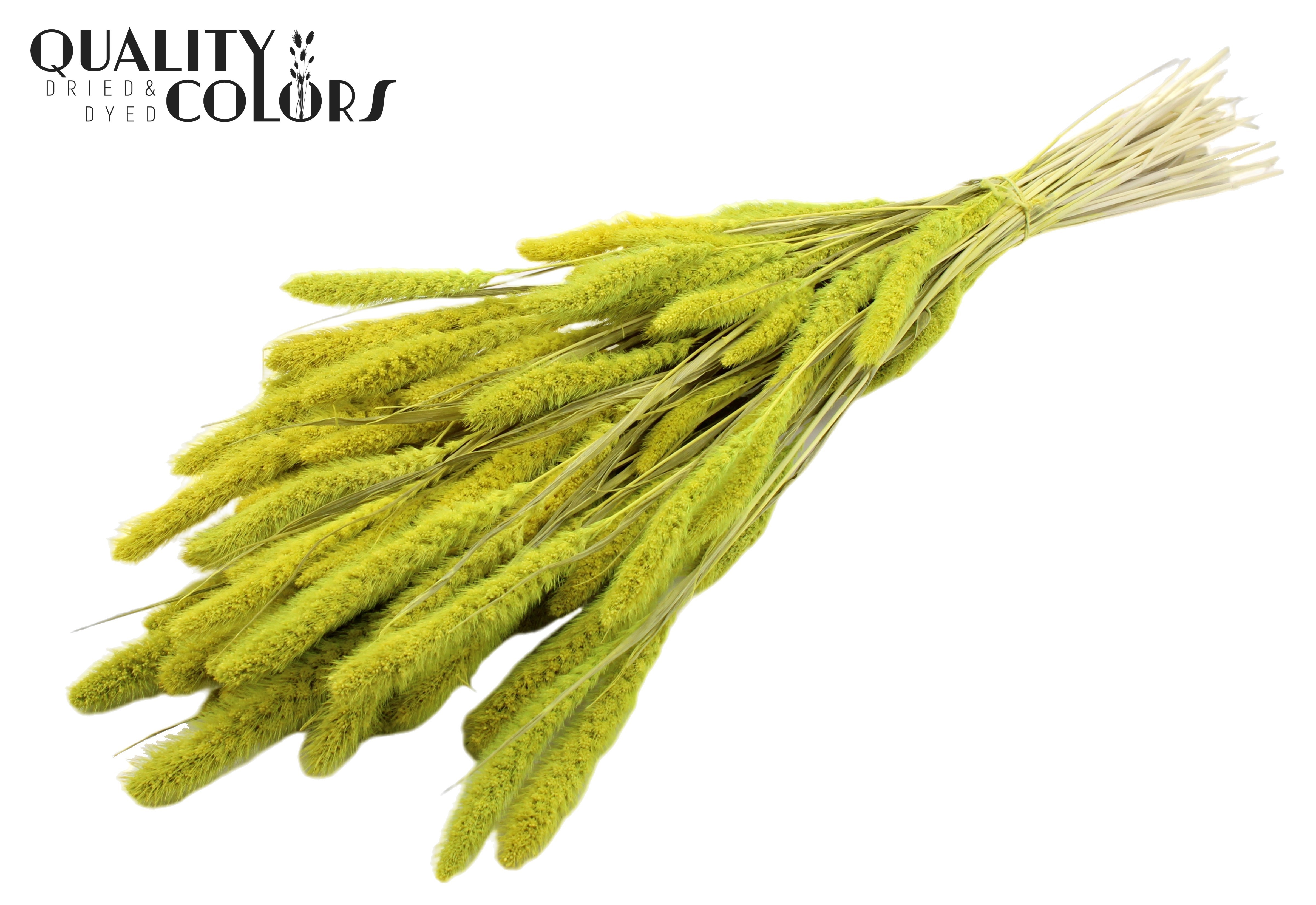Setaria Intense Mint Green Per Bunch 70cm