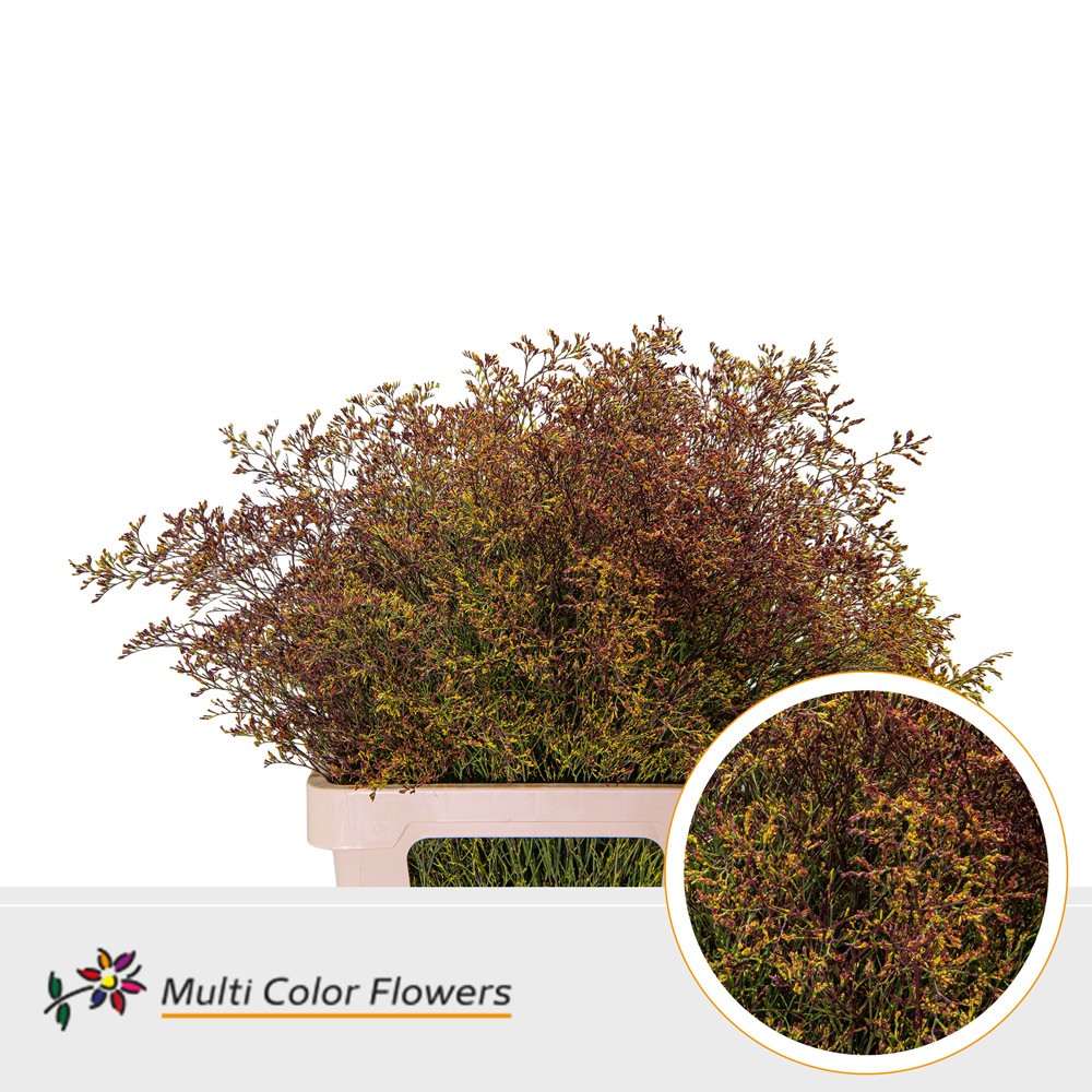 Limonium Beltlaard Autumn