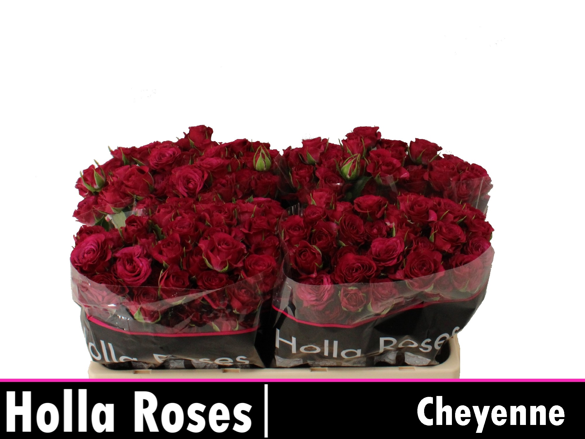 Rosa Spr Cheyenne 50cm