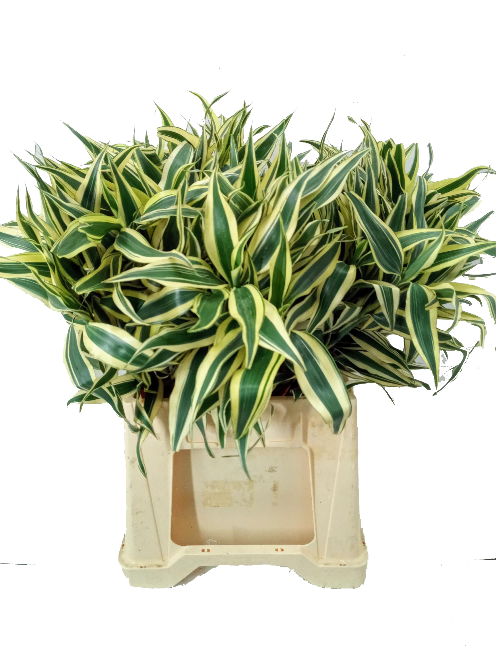 Dracaena Sanderiana 50cm