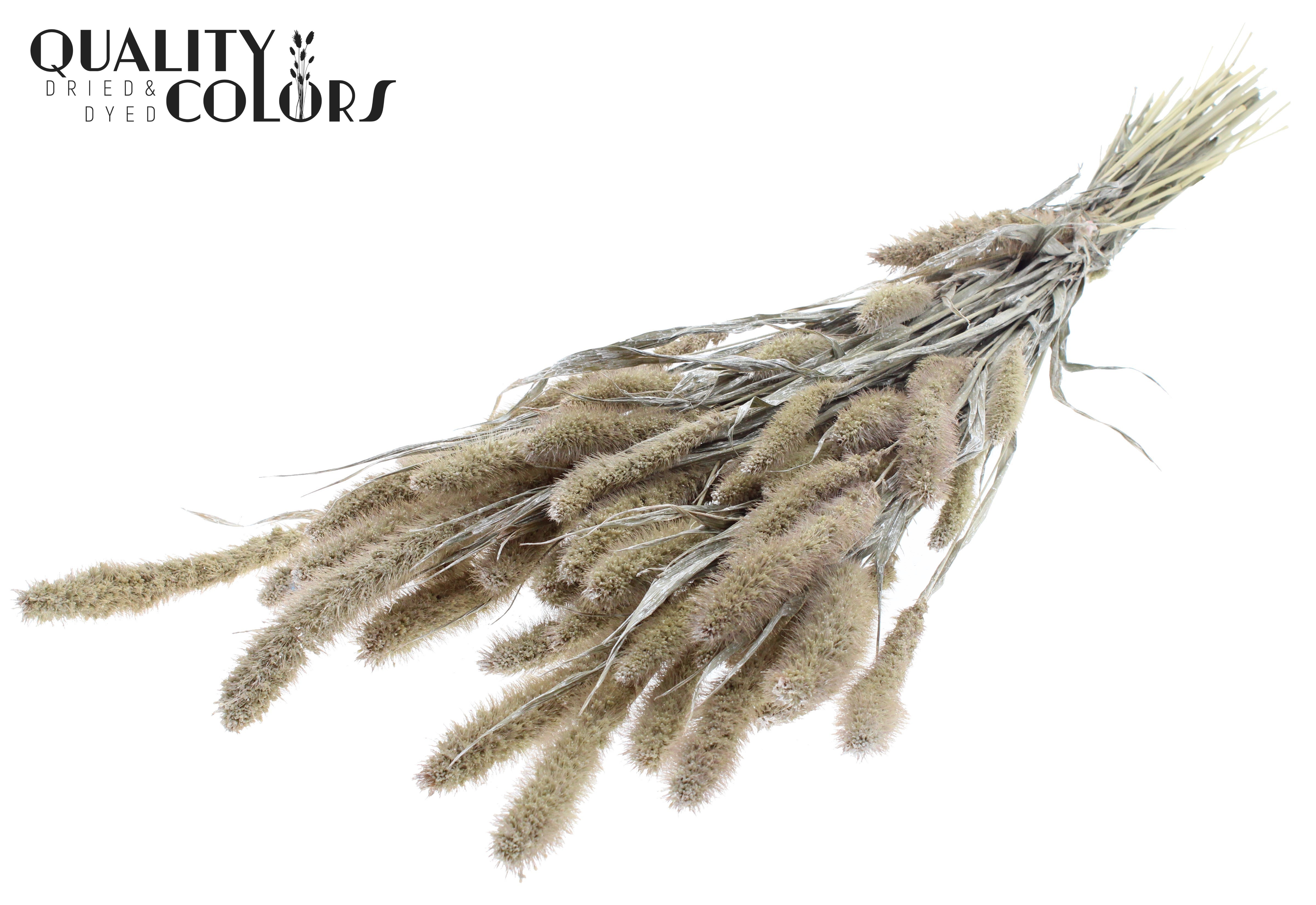 Setaria Pearl White Per Bunch 70cm