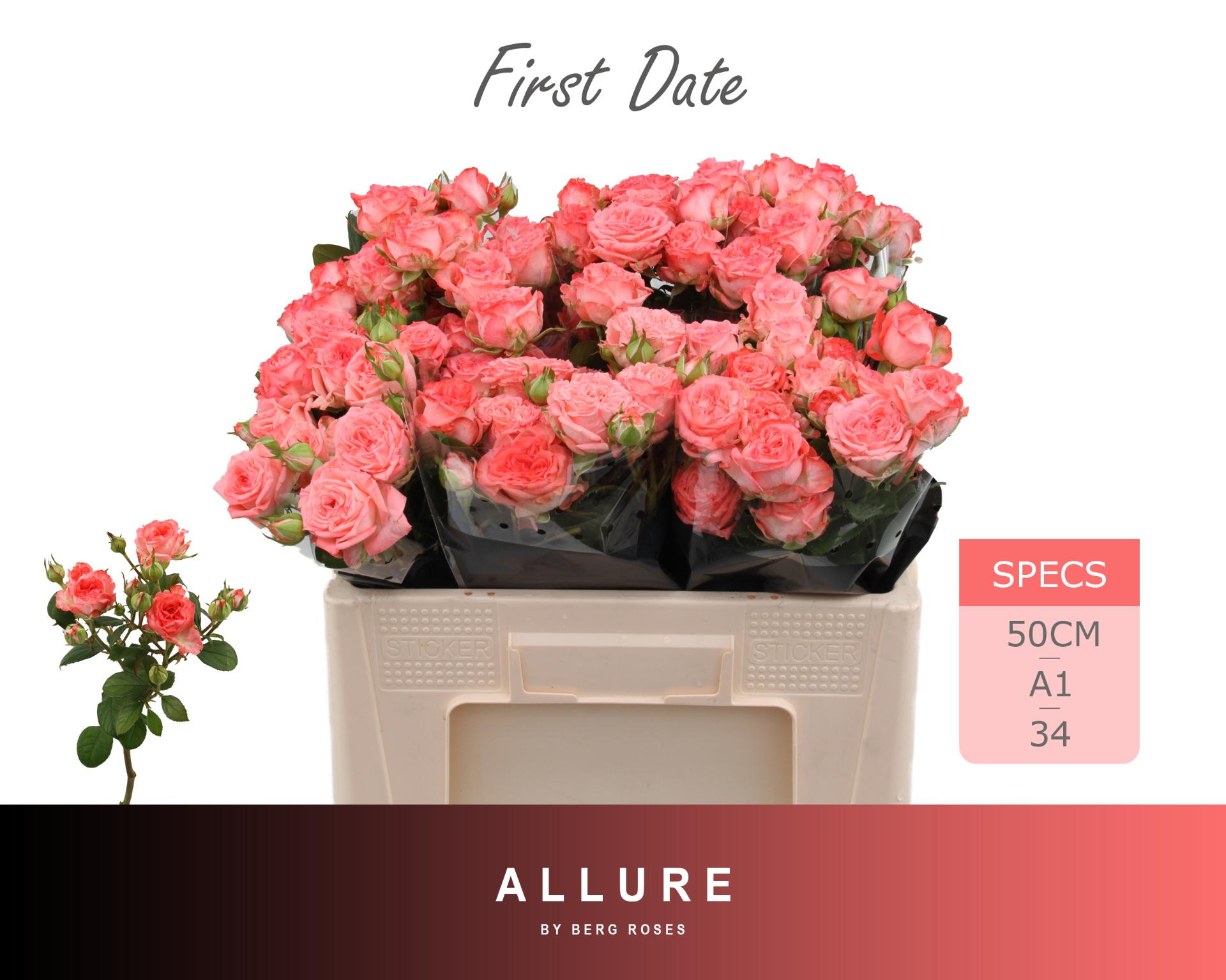 Rosa Spr First Date 50cm