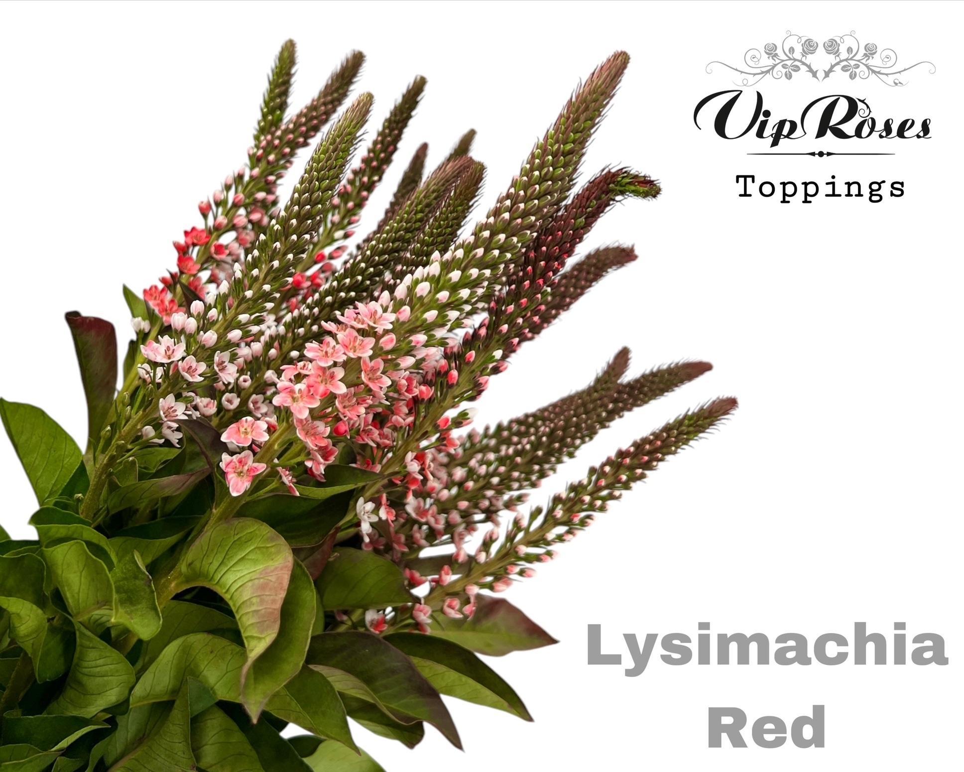 Lysimachia Red 70 cm
