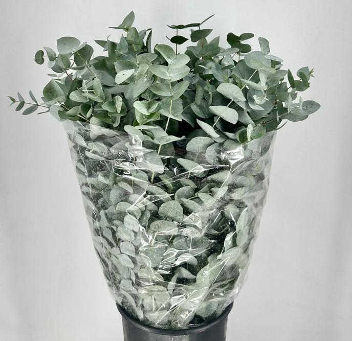 Eucalyptus Cinerea 100cm 400gram