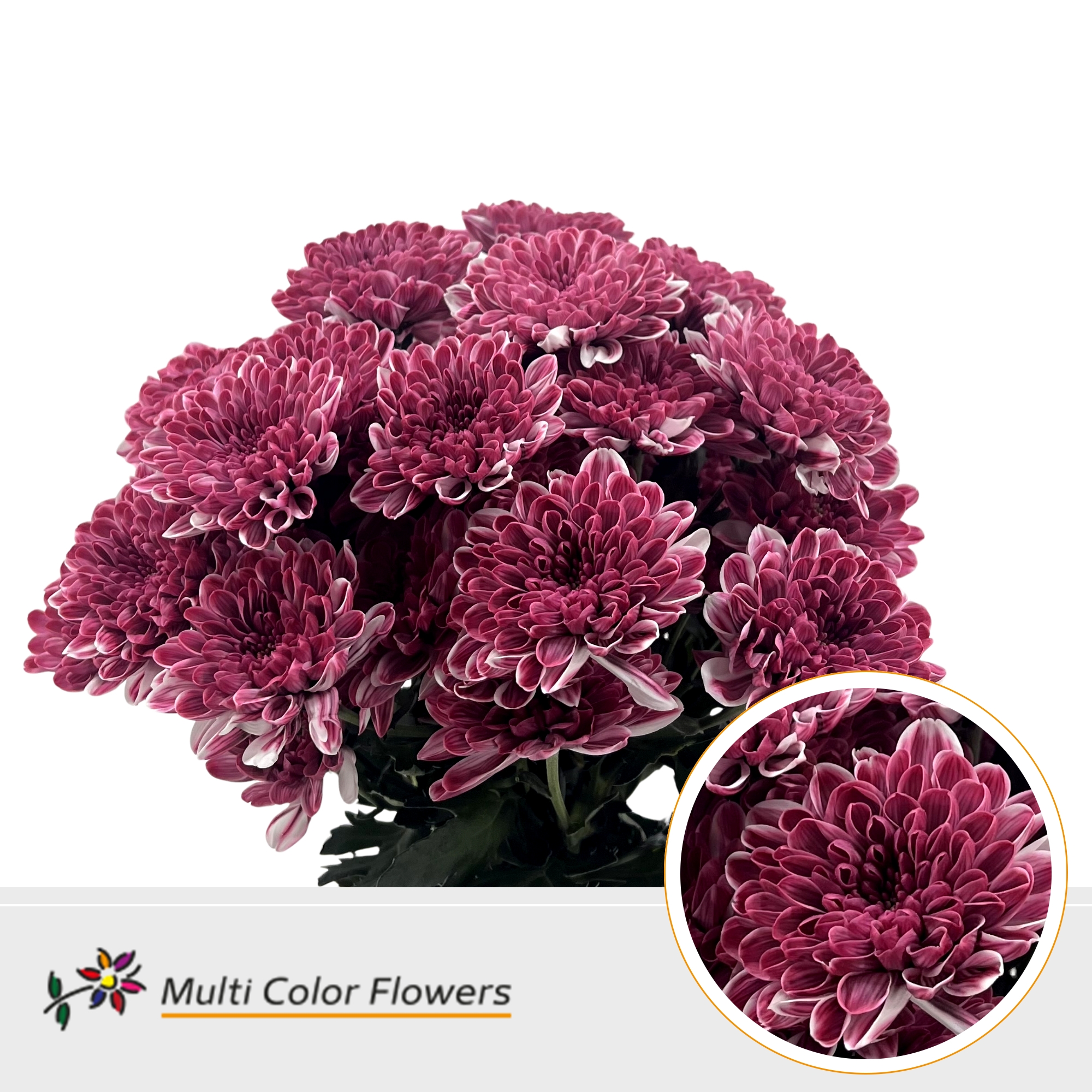 Chrysanth Spray Painted Altaj Bordeaux 60cm