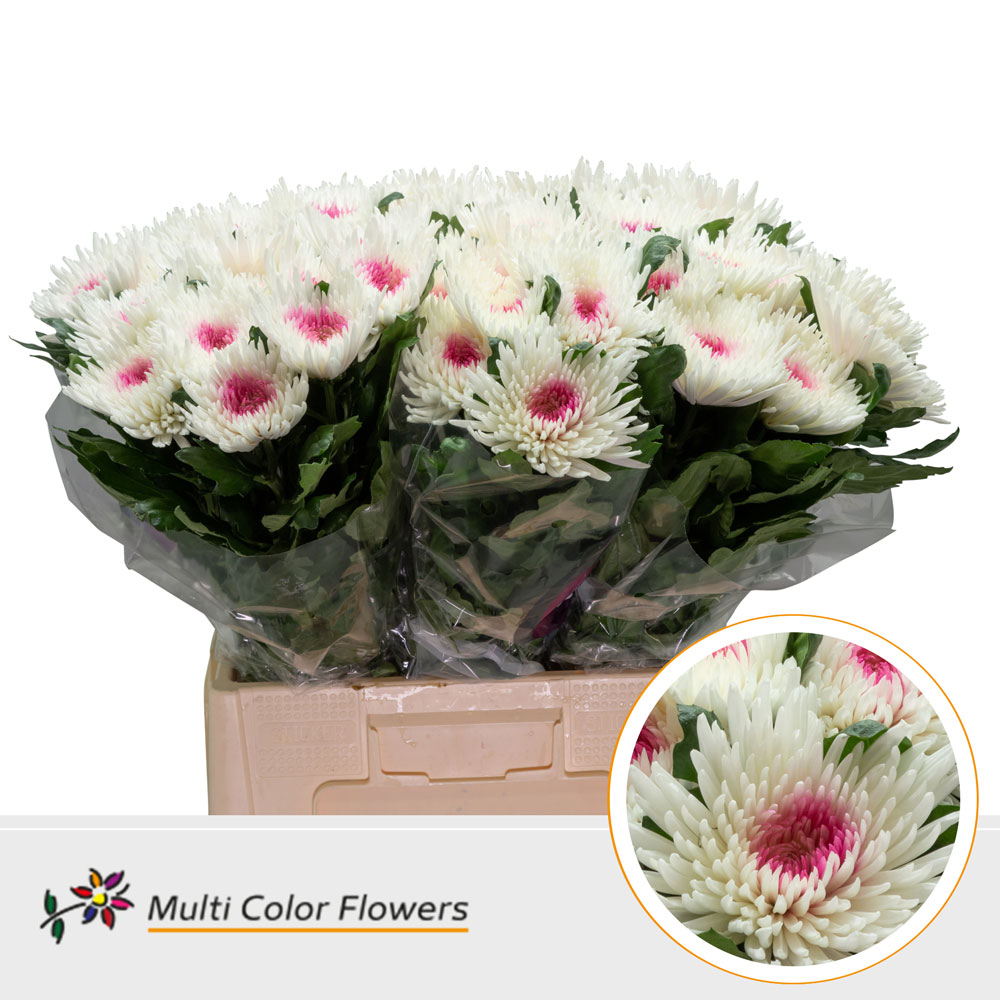 Chrysanth Single Painted Topspin White + Erica 70cm