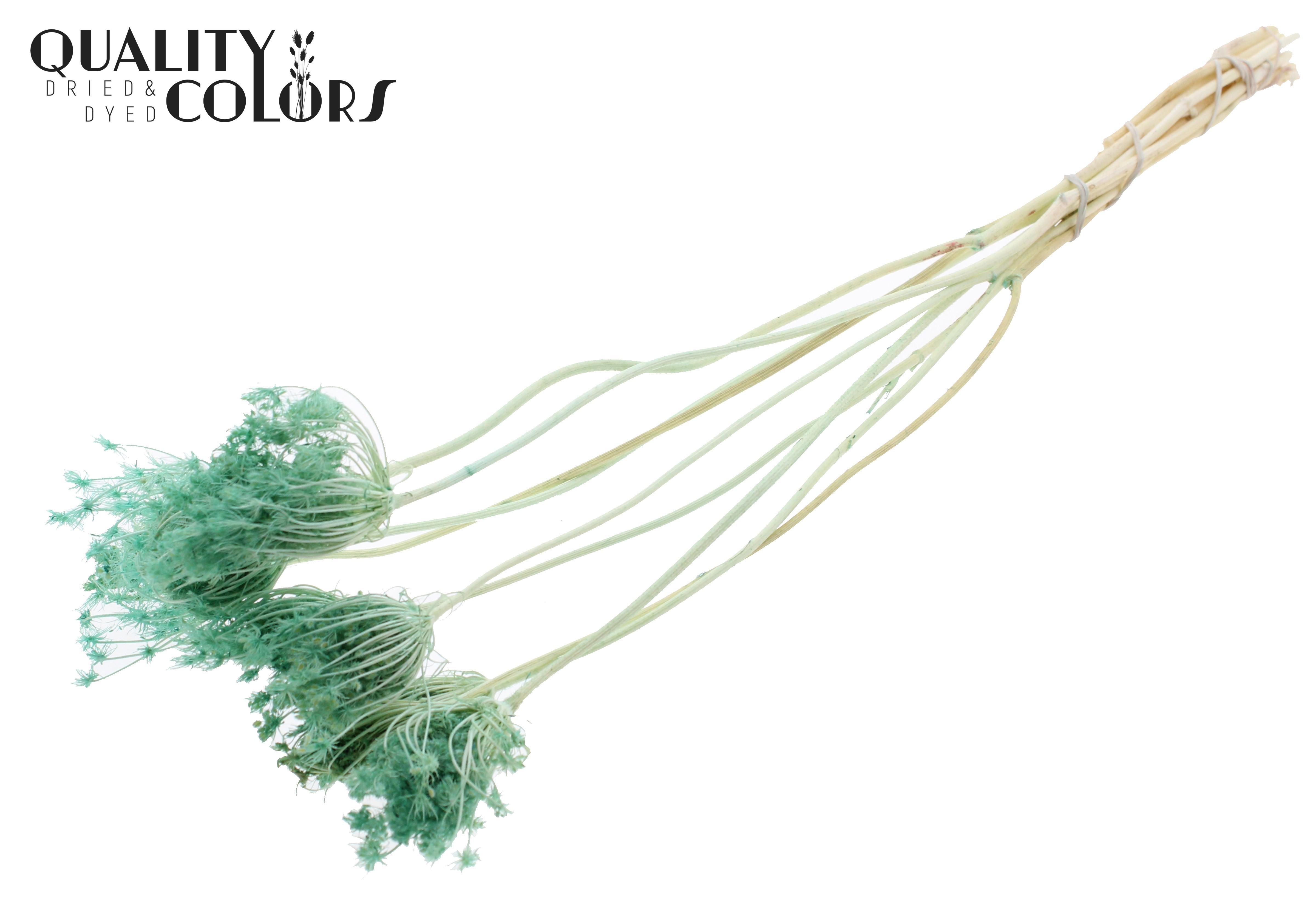 Ammi Majus Intense Mint Per Bunch 50cm