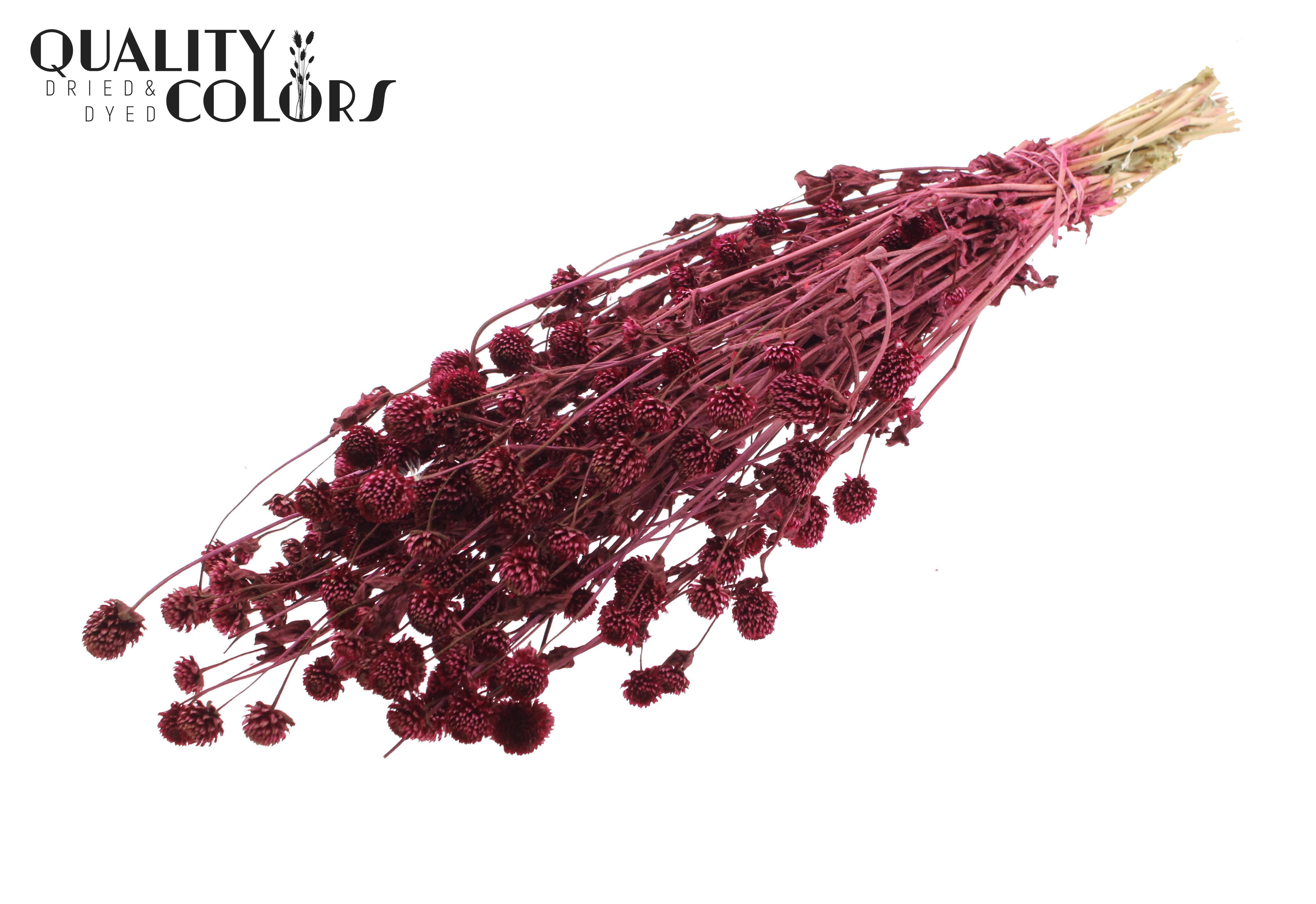 Gomphrena Globosa Burgundy Per Bunch 60cm
