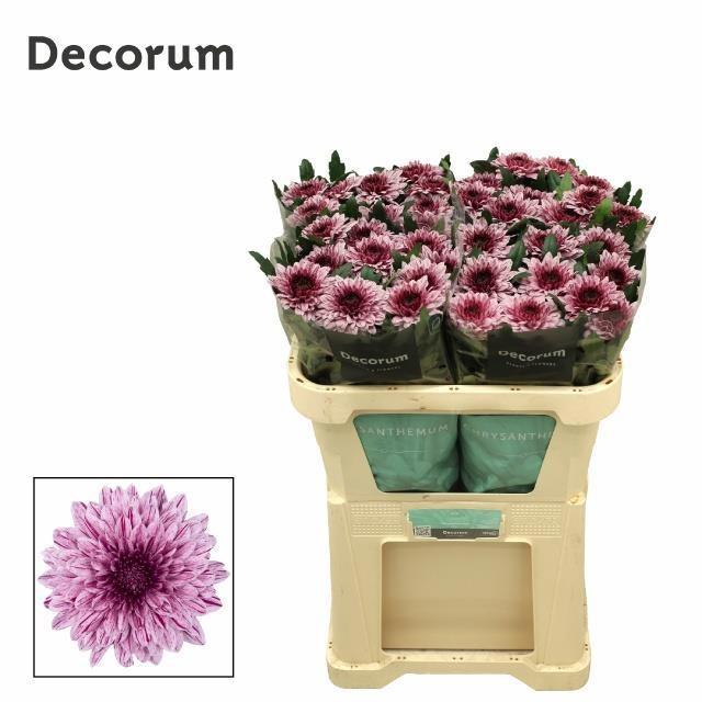 Chrysanth Single Pip 70cm 85gr.