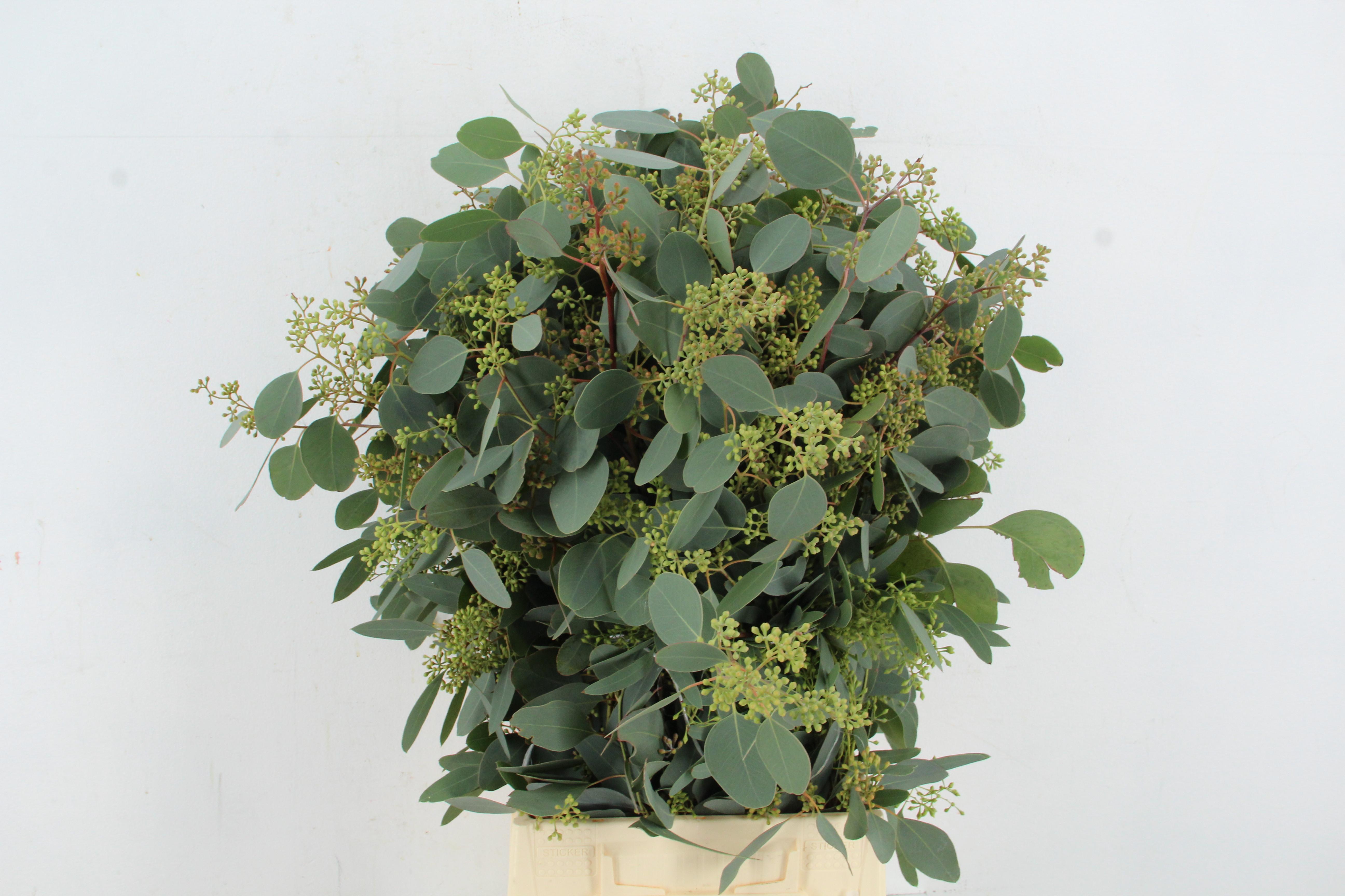 Eucalyptus Populus Berry Per Bunch 65cm 300gr.