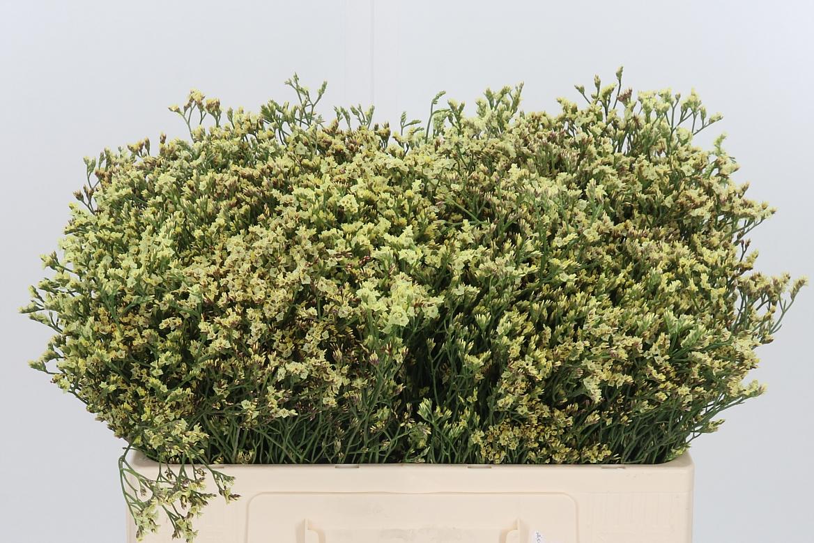 Limonium Geel