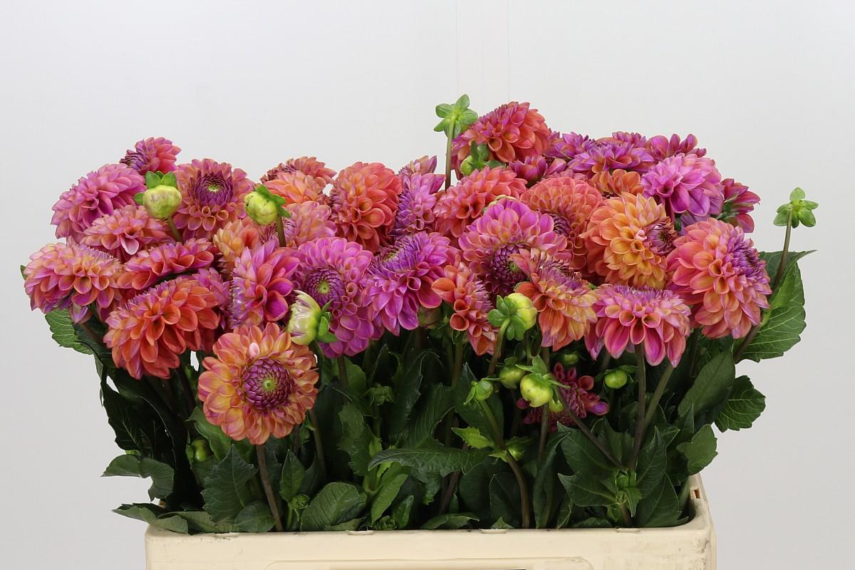 Dahlia Caitlin's Joy