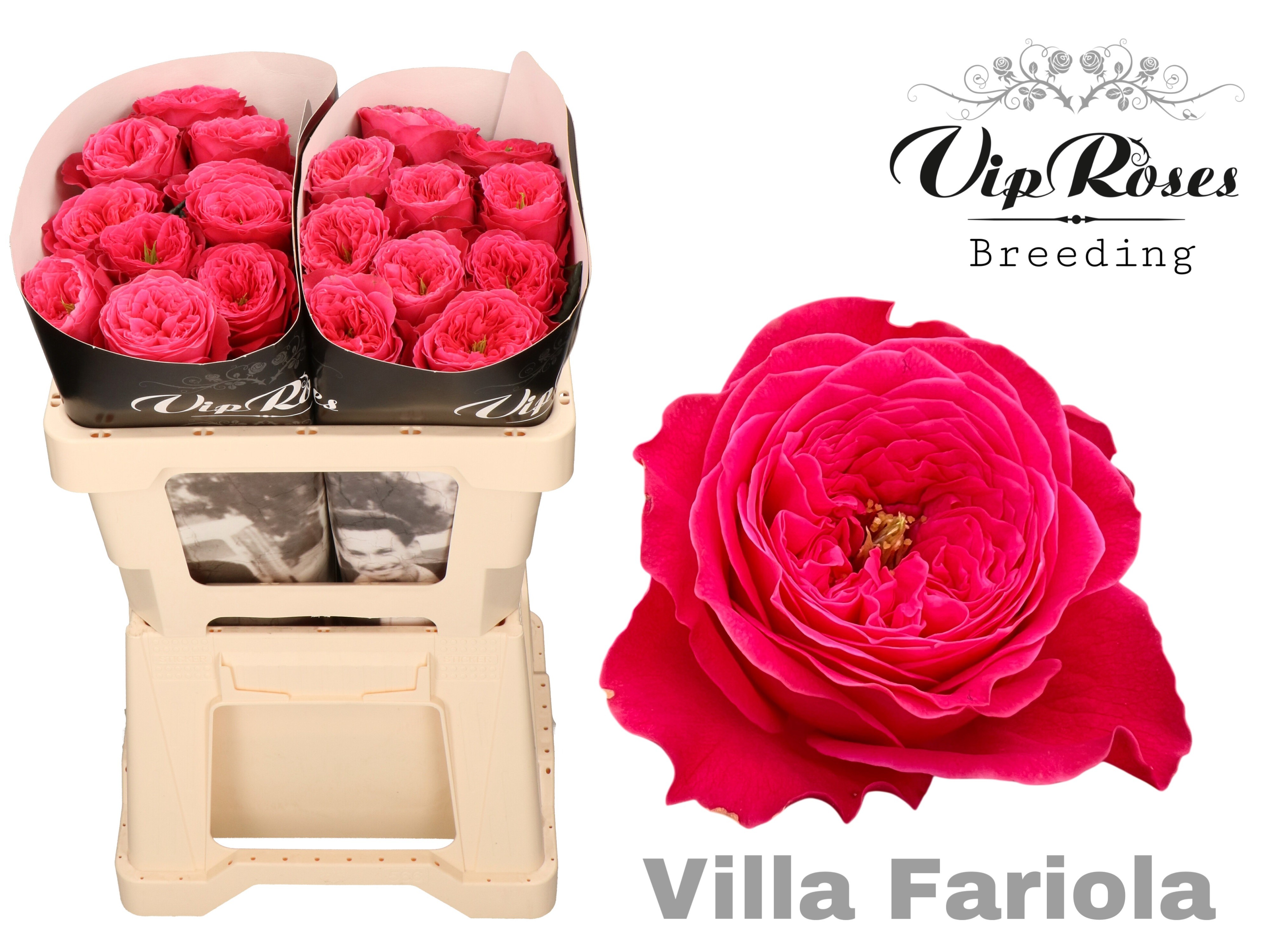 R Gr Villa Fariola 50 cm