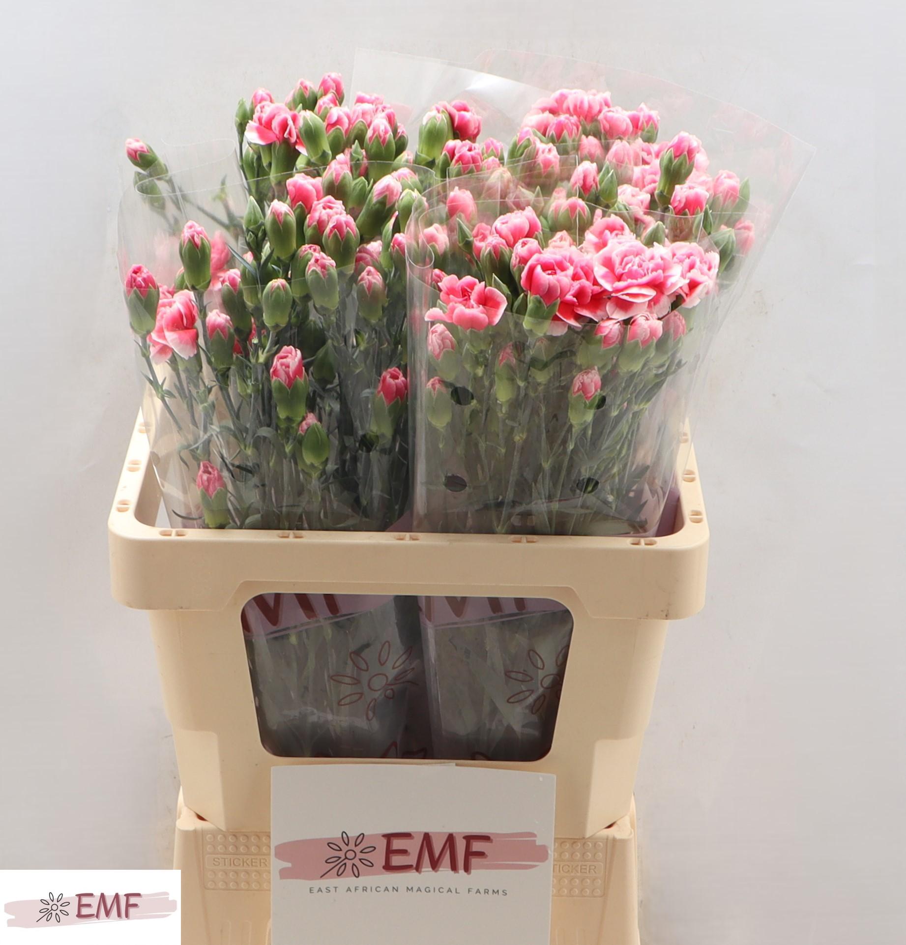 Dianthus Spray Cosmocherry 60cm