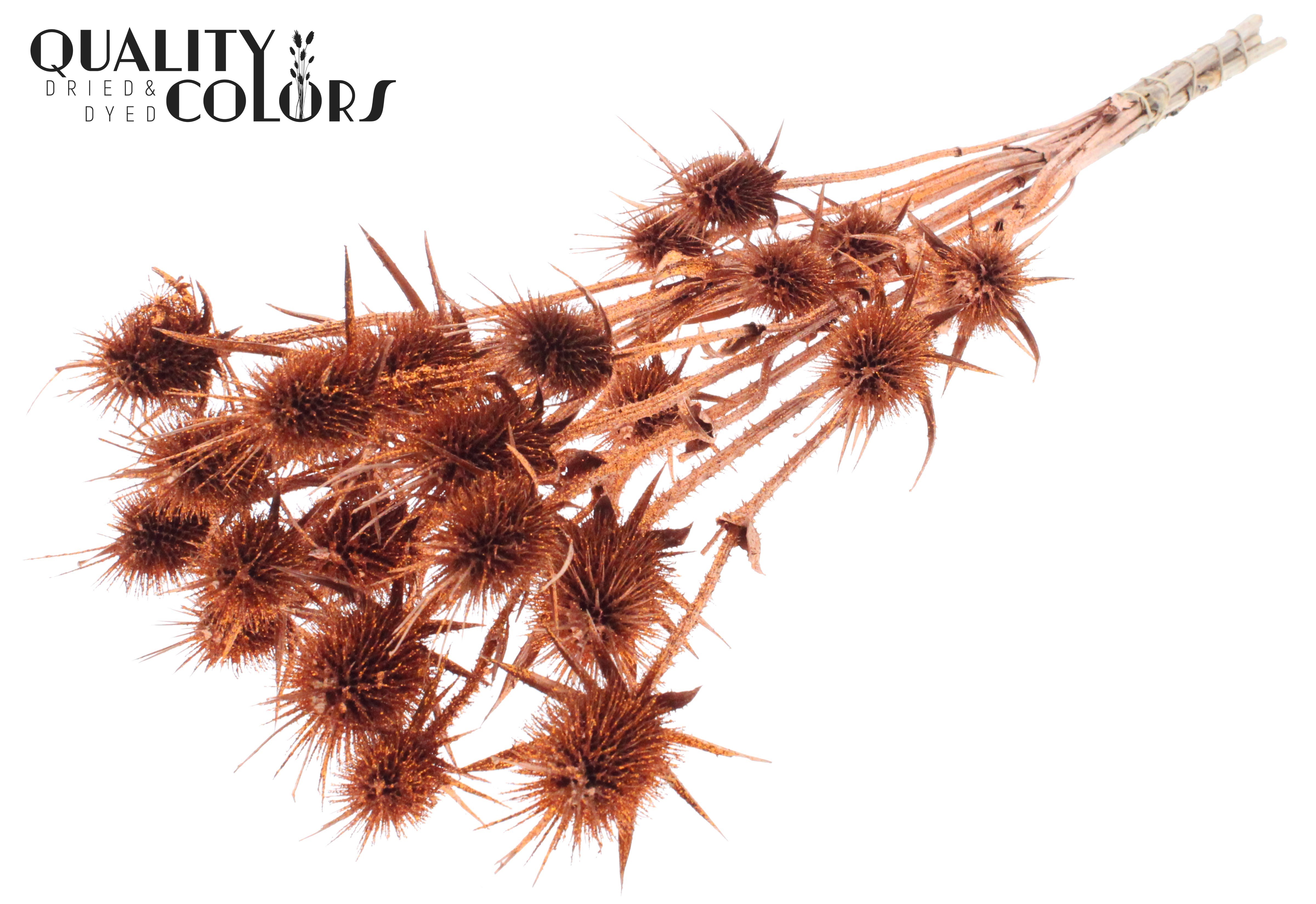 Eryngium Copper + Glitter Per Bunch 70cm