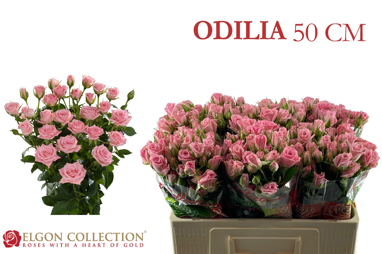 R Tr Odilia