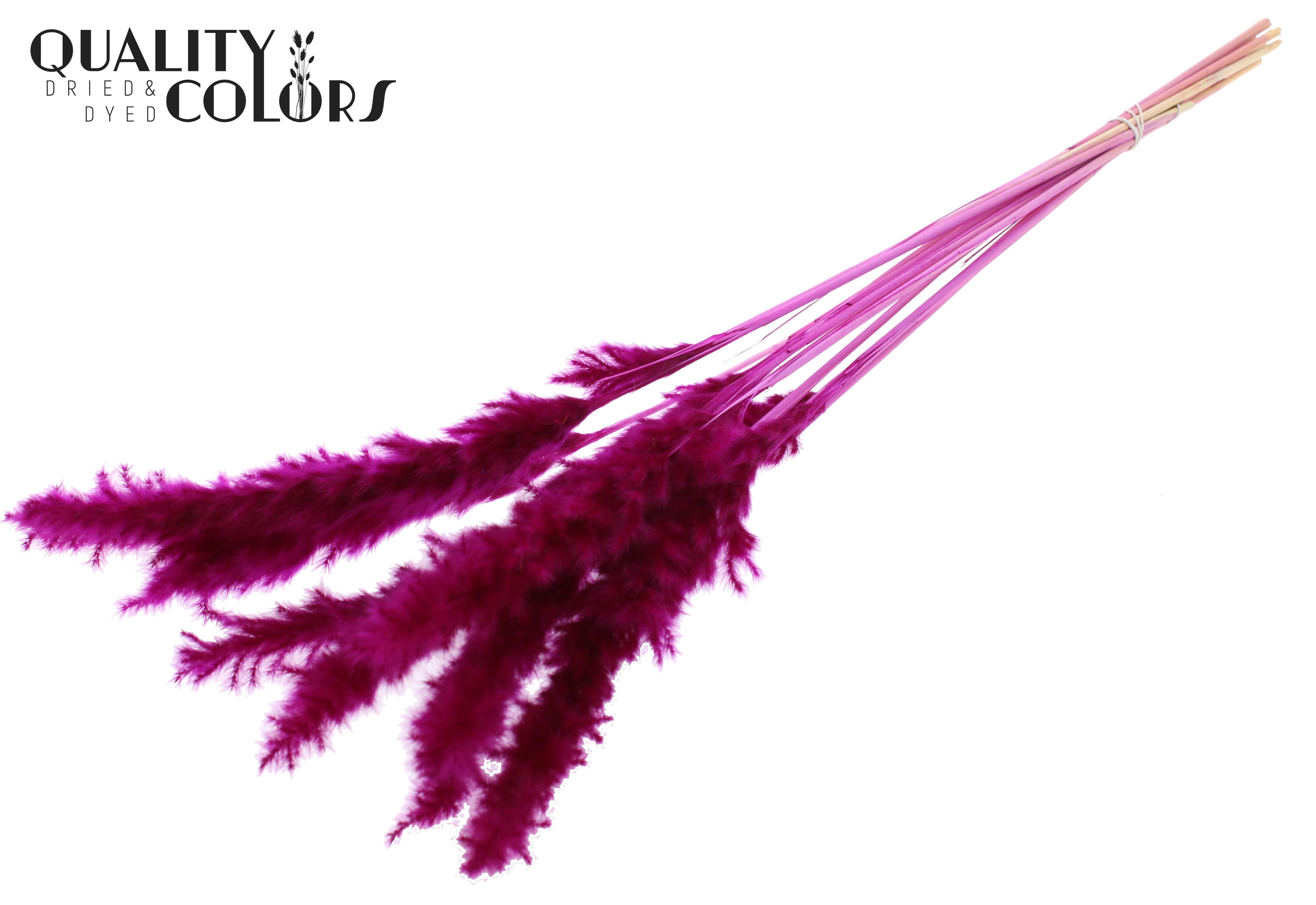 Fluffy Pampas Lilac Per Bunch 70cm