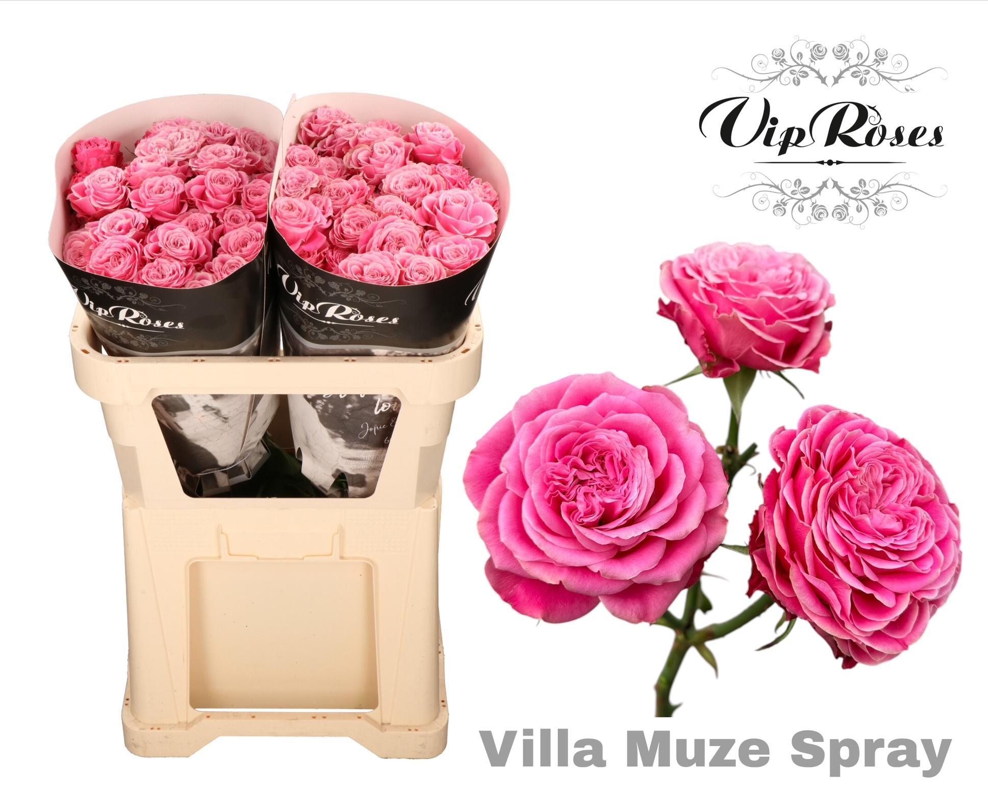 R Tr Villa Muze 70 cm