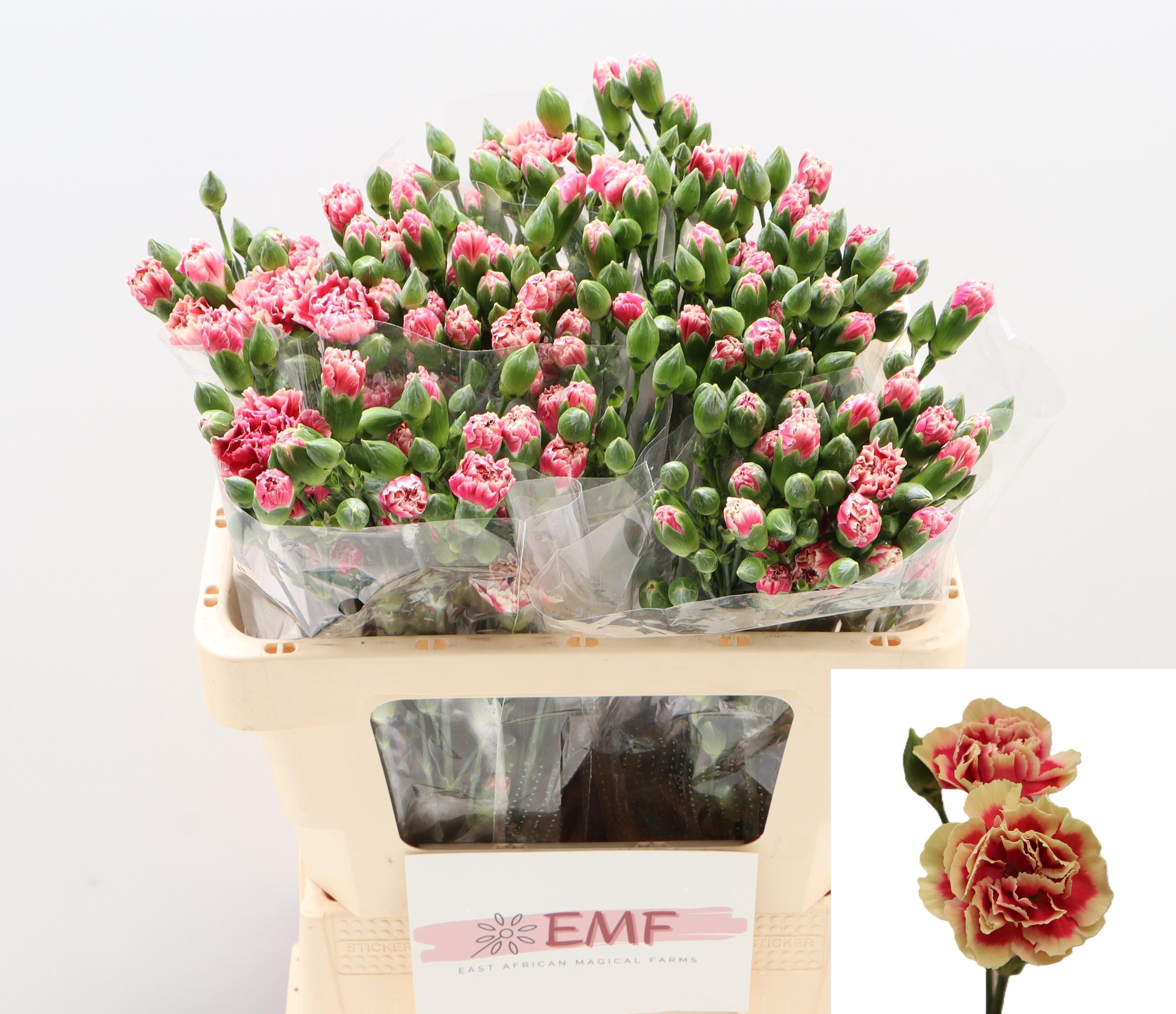 Dianthus Spray Spring+ 55cm