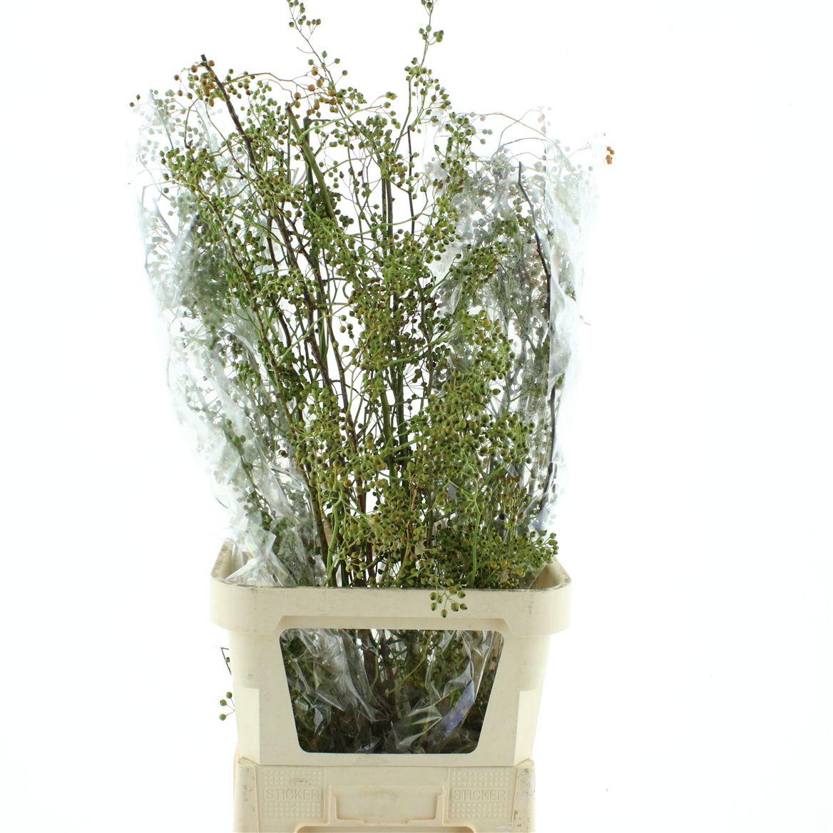 Rosa Corallo Green Orange
