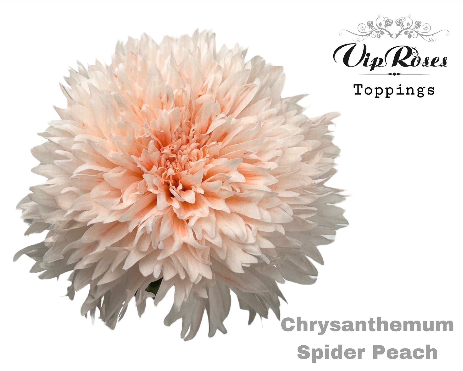Chr G Spider Peach 70 cm