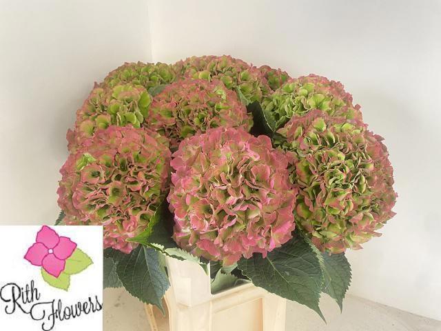 Hydrangea Verena Classic Pink 80cm 24Ø
