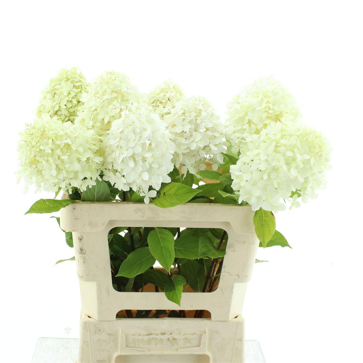 Hydr Pa Limelight